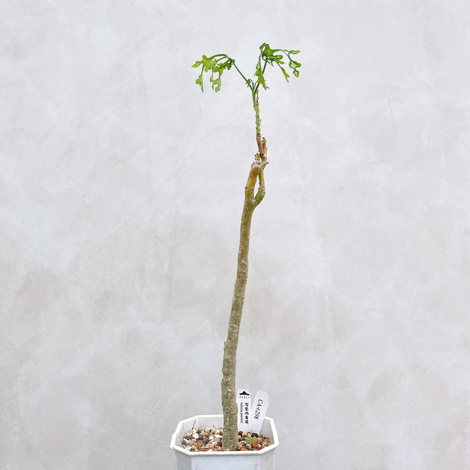 雪葉西番蓮 Adenia perrieri CA-6298