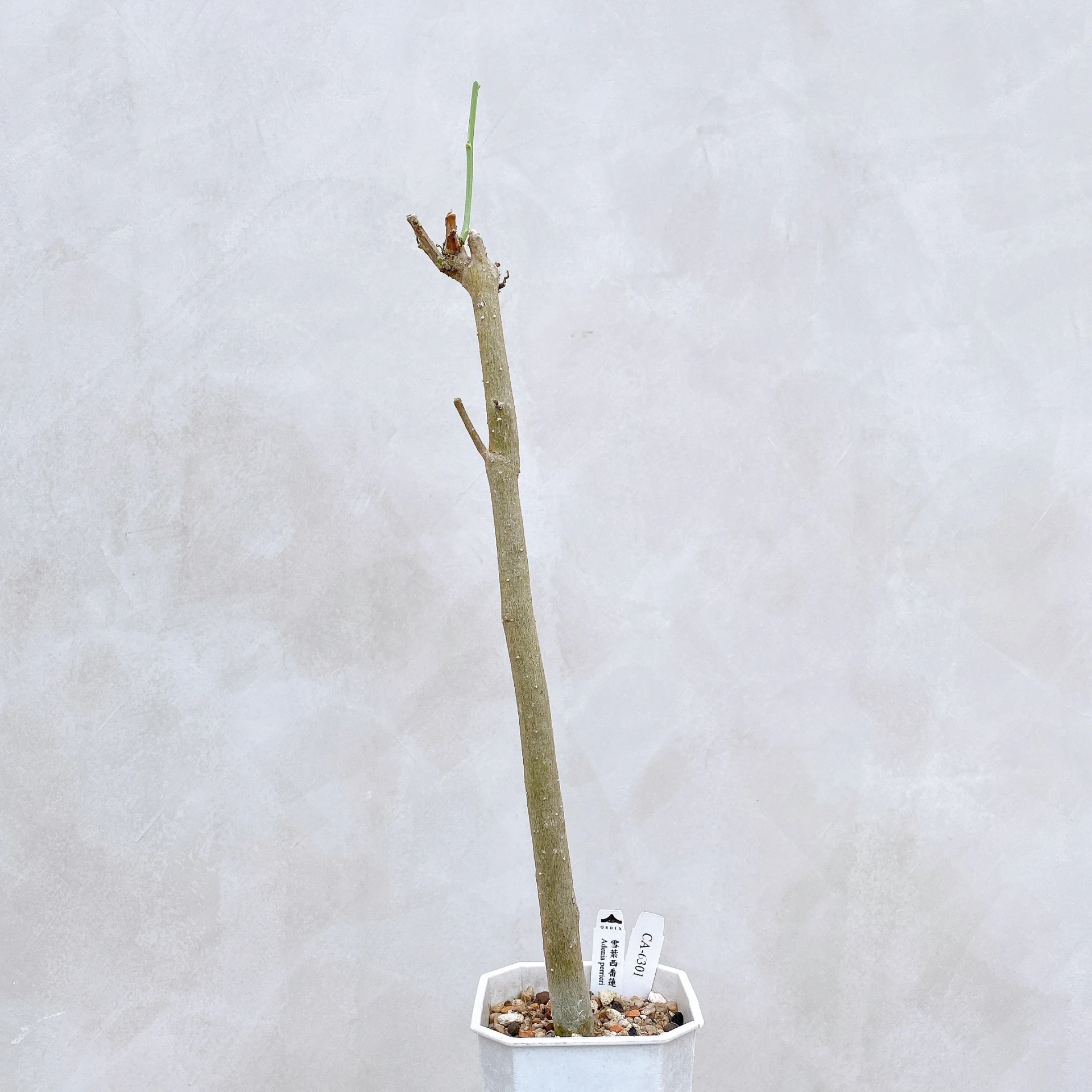 雪葉西番蓮 Adenia perrieri CA-6301