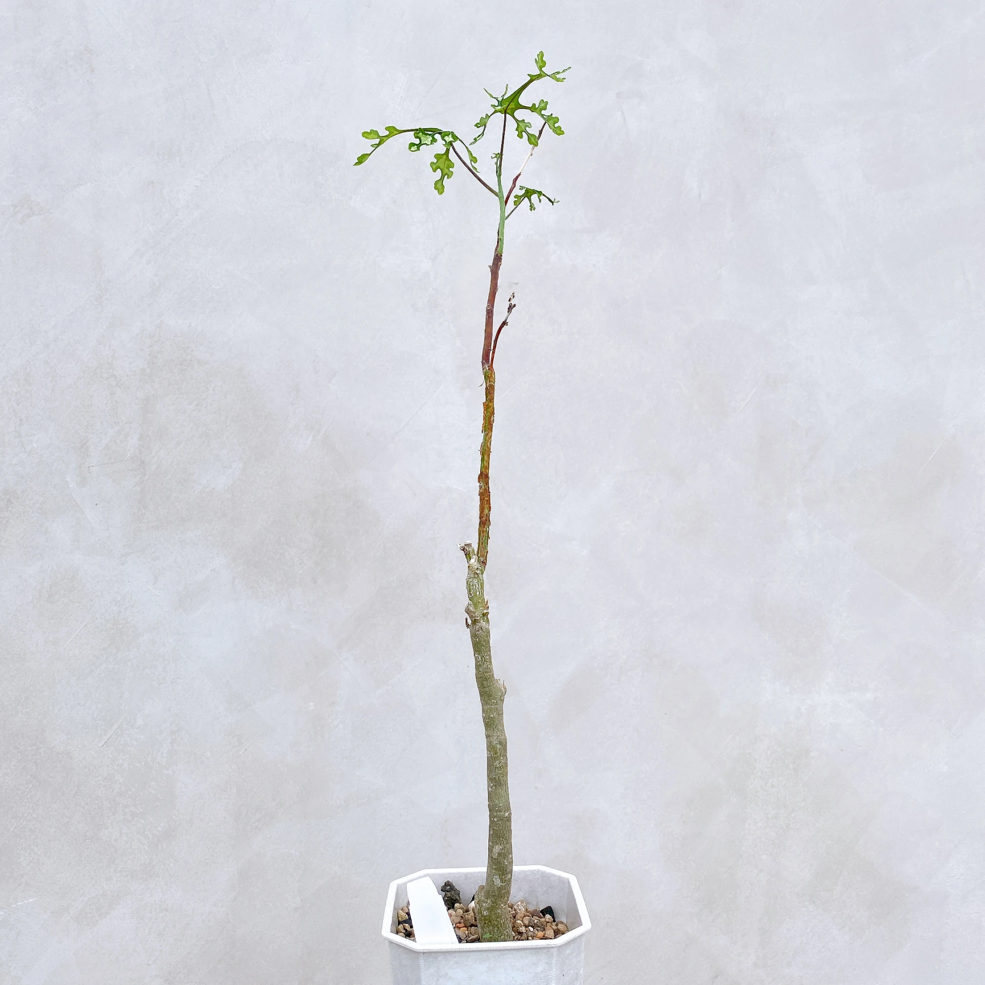 雪葉西番蓮 Adenia perrieri CA-6302