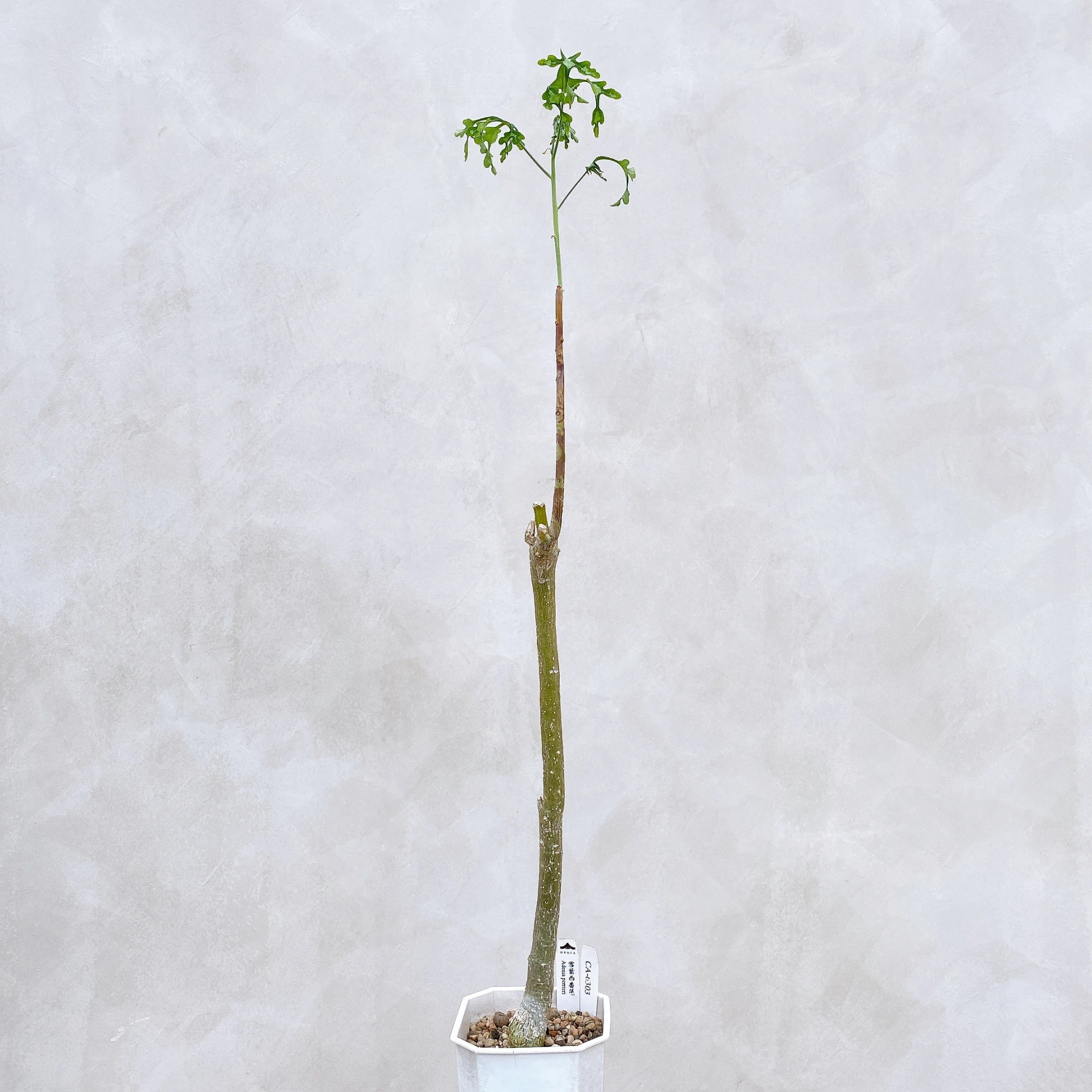 雪葉西番蓮 Adenia perrieri CA-6303