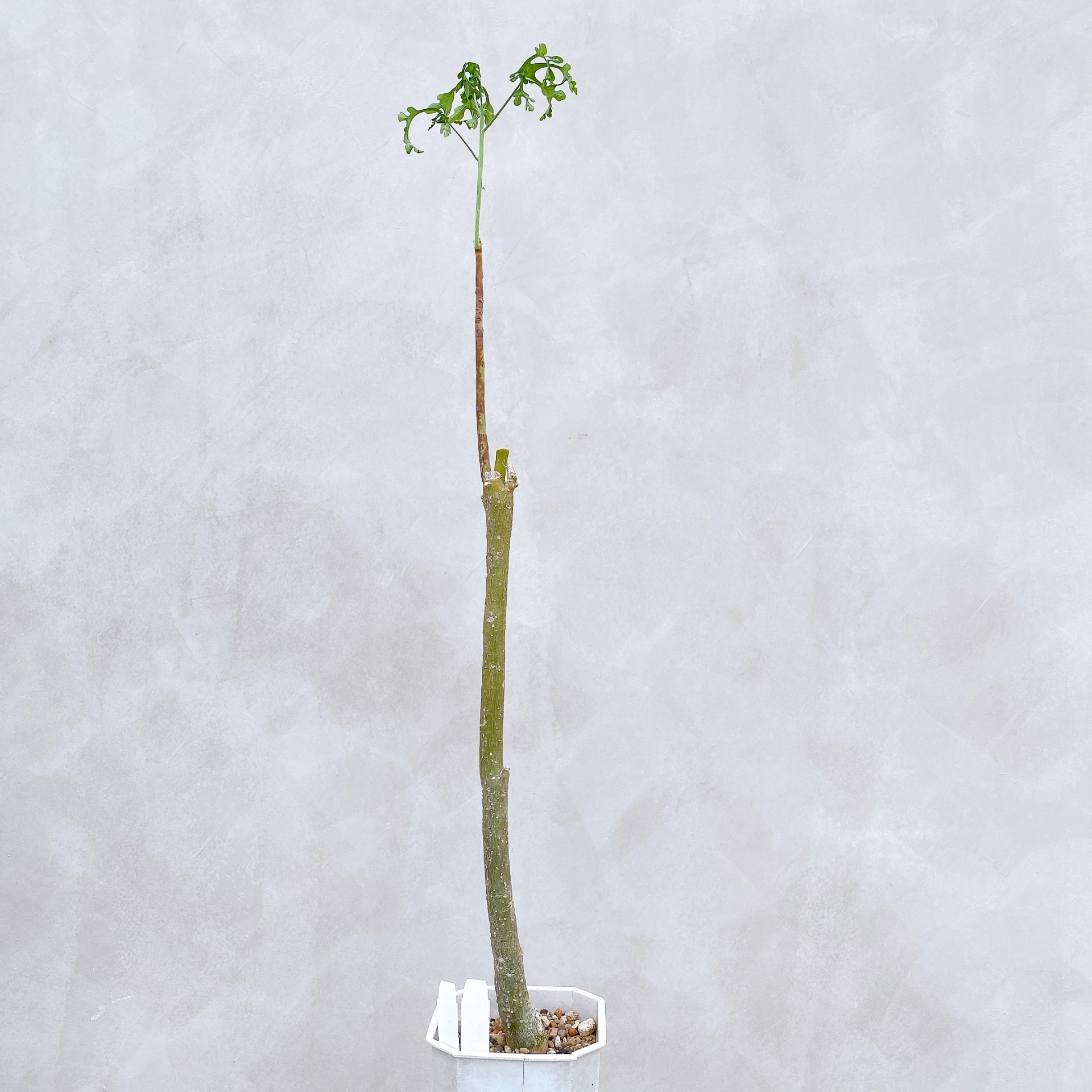雪葉西番蓮 Adenia perrieri CA-6303