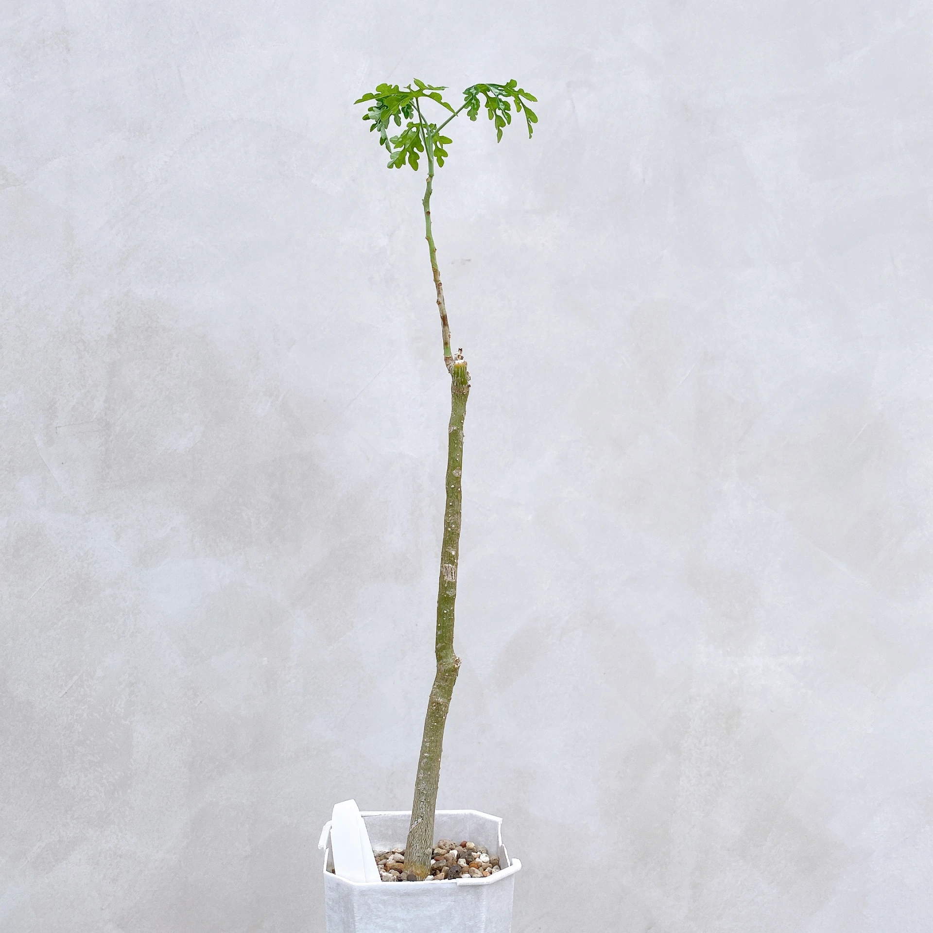 雪葉西番蓮 Adenia perrieri CA-6304