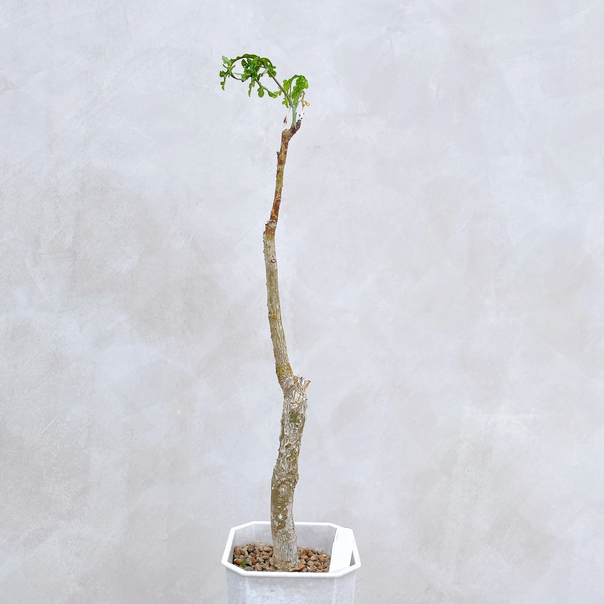 雪葉西番蓮 Adenia perrieri CA-6305