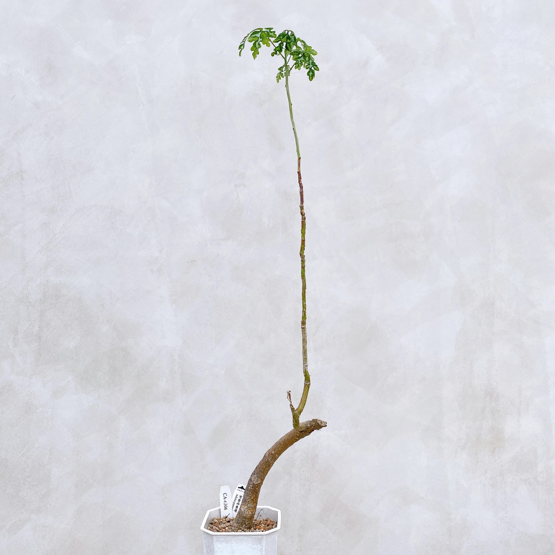 雪葉西番蓮 Adenia perrieri CA-6306