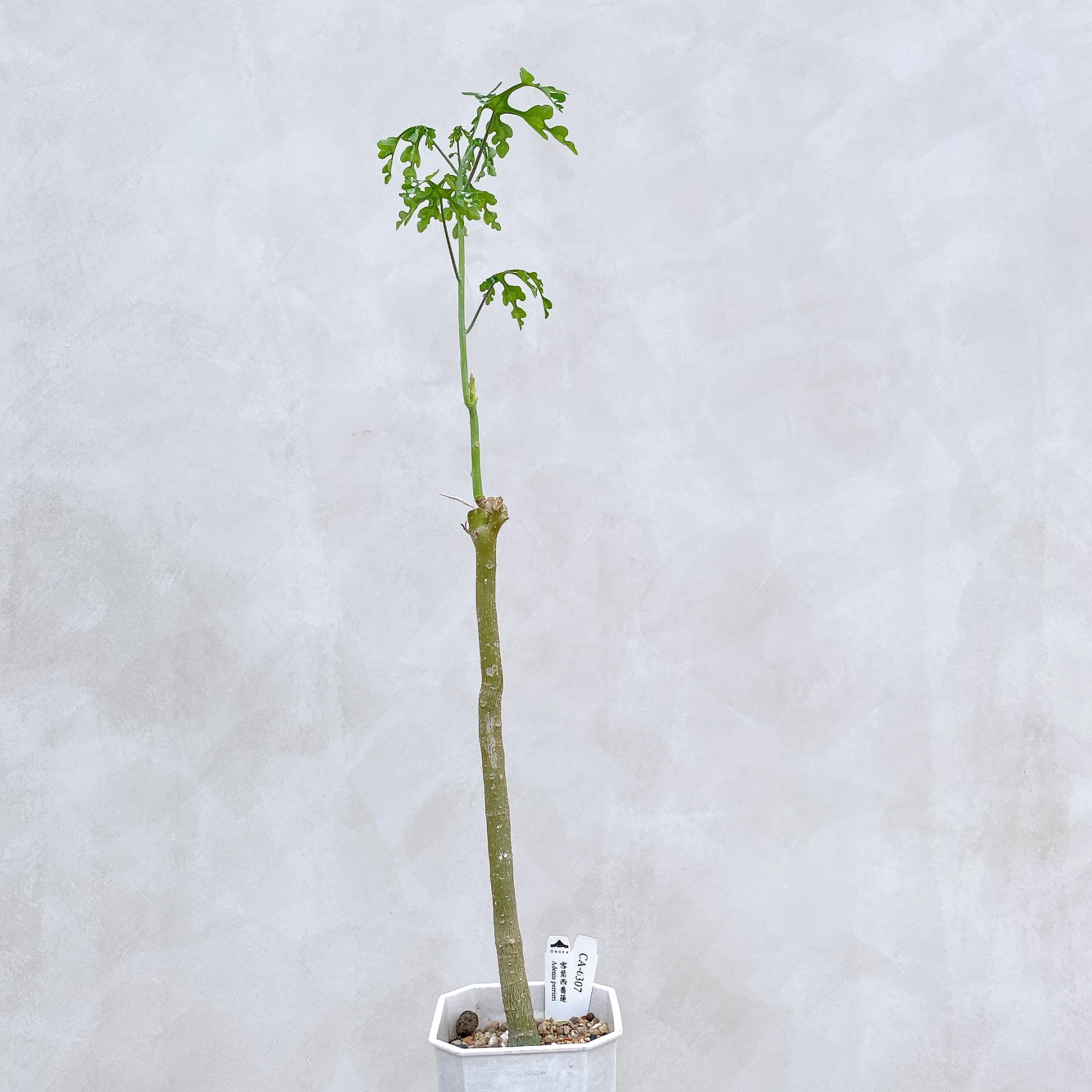 雪葉西番蓮 Adenia perrieri CA-6307