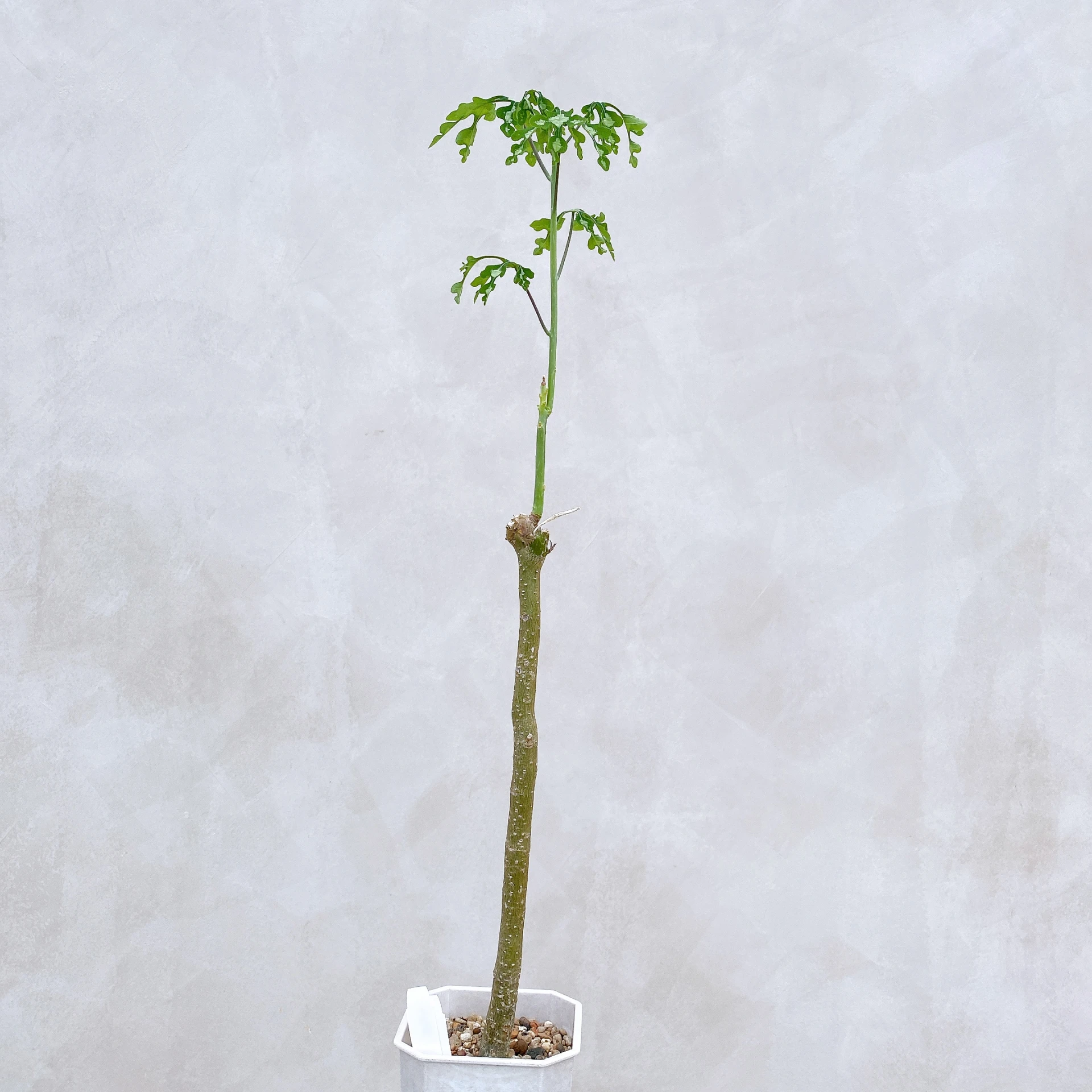 雪葉西番蓮 Adenia perrieri CA-6307