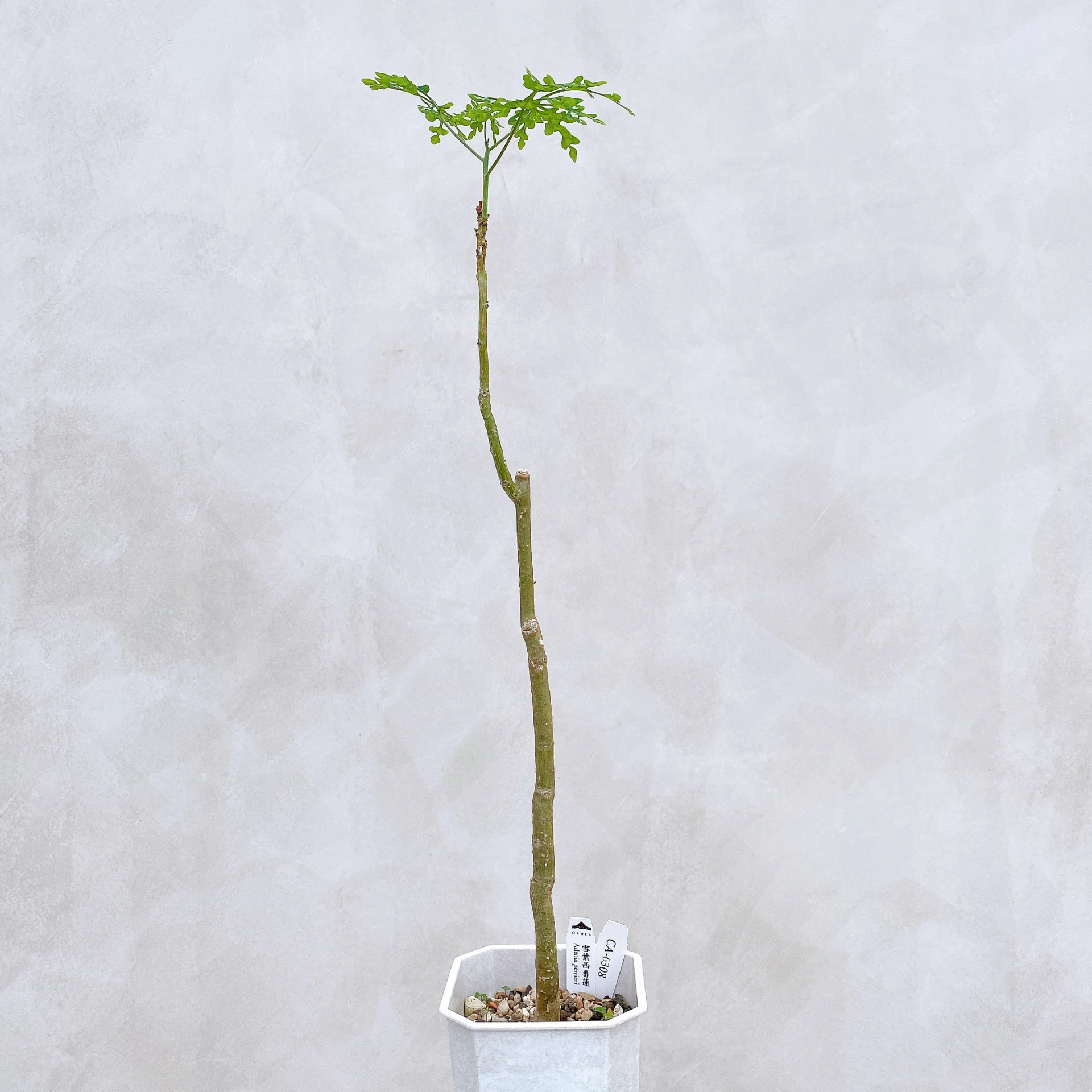 雪葉西番蓮 Adenia perrieri CA-6308