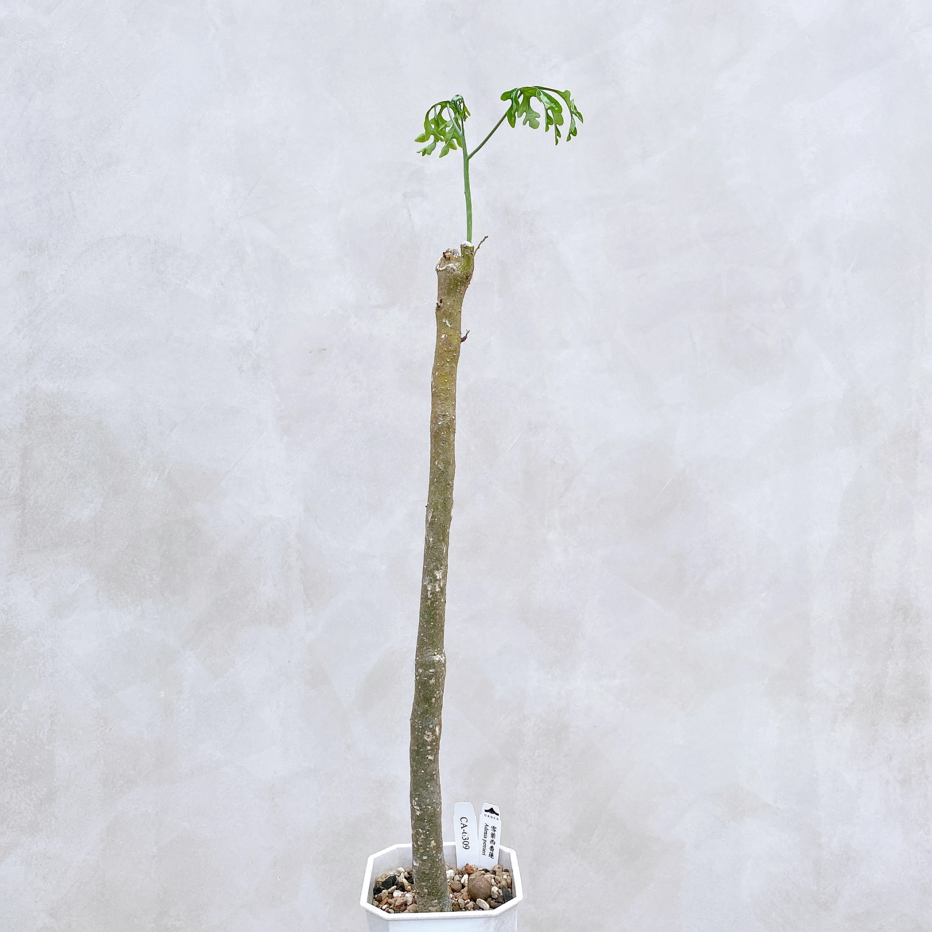 雪葉西番蓮 Adenia perrieri CA-6309