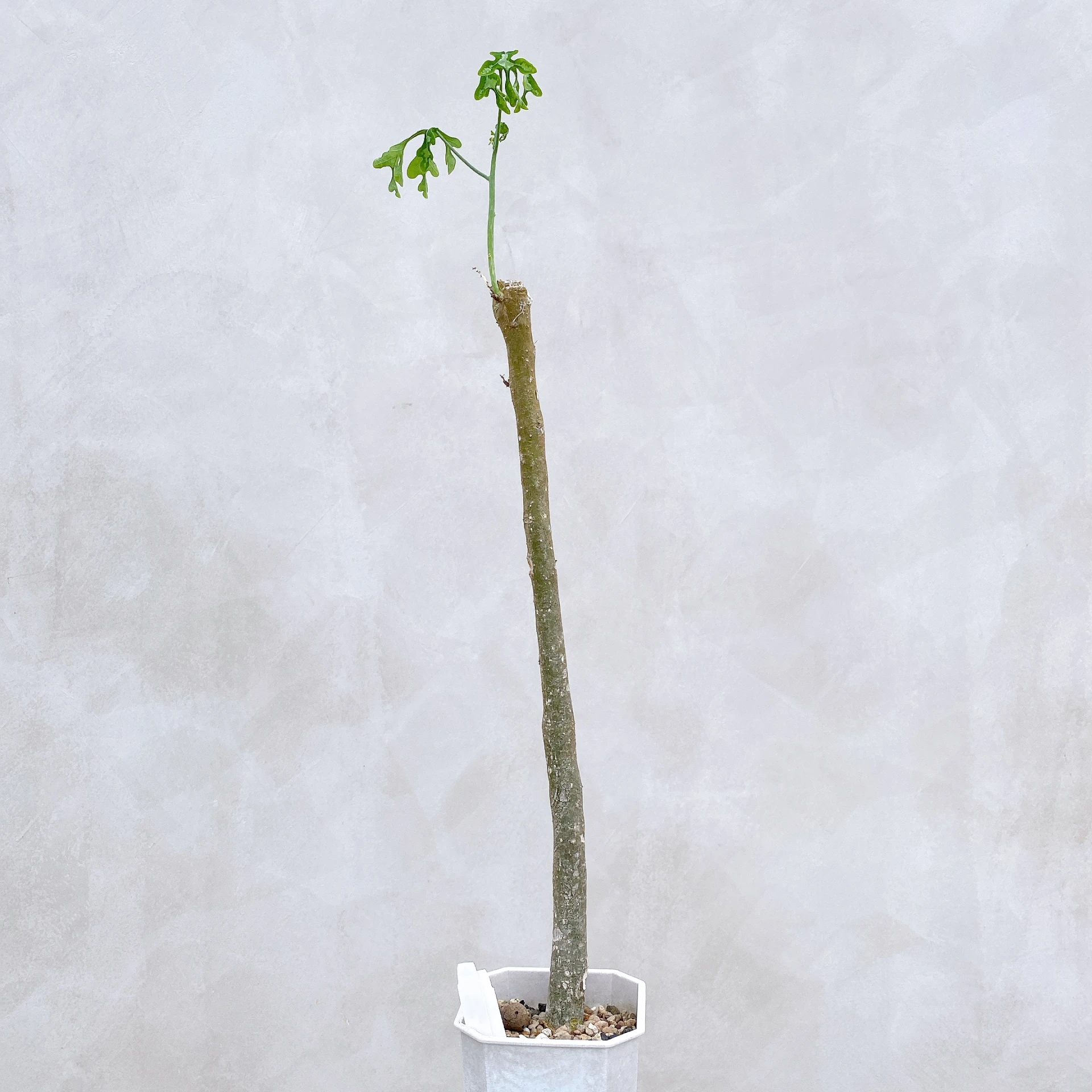 雪葉西番蓮 Adenia perrieri CA-6309