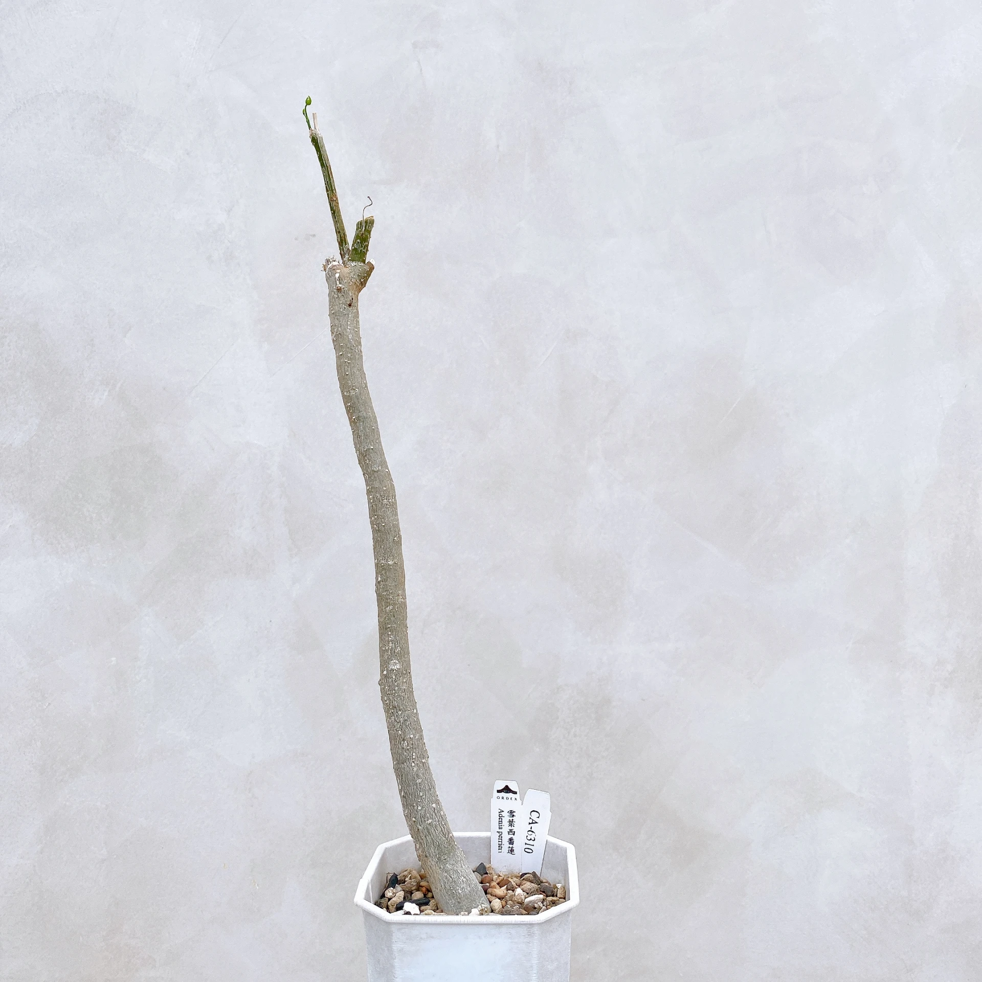 雪葉西番蓮 Adenia perrieri CA-6310
