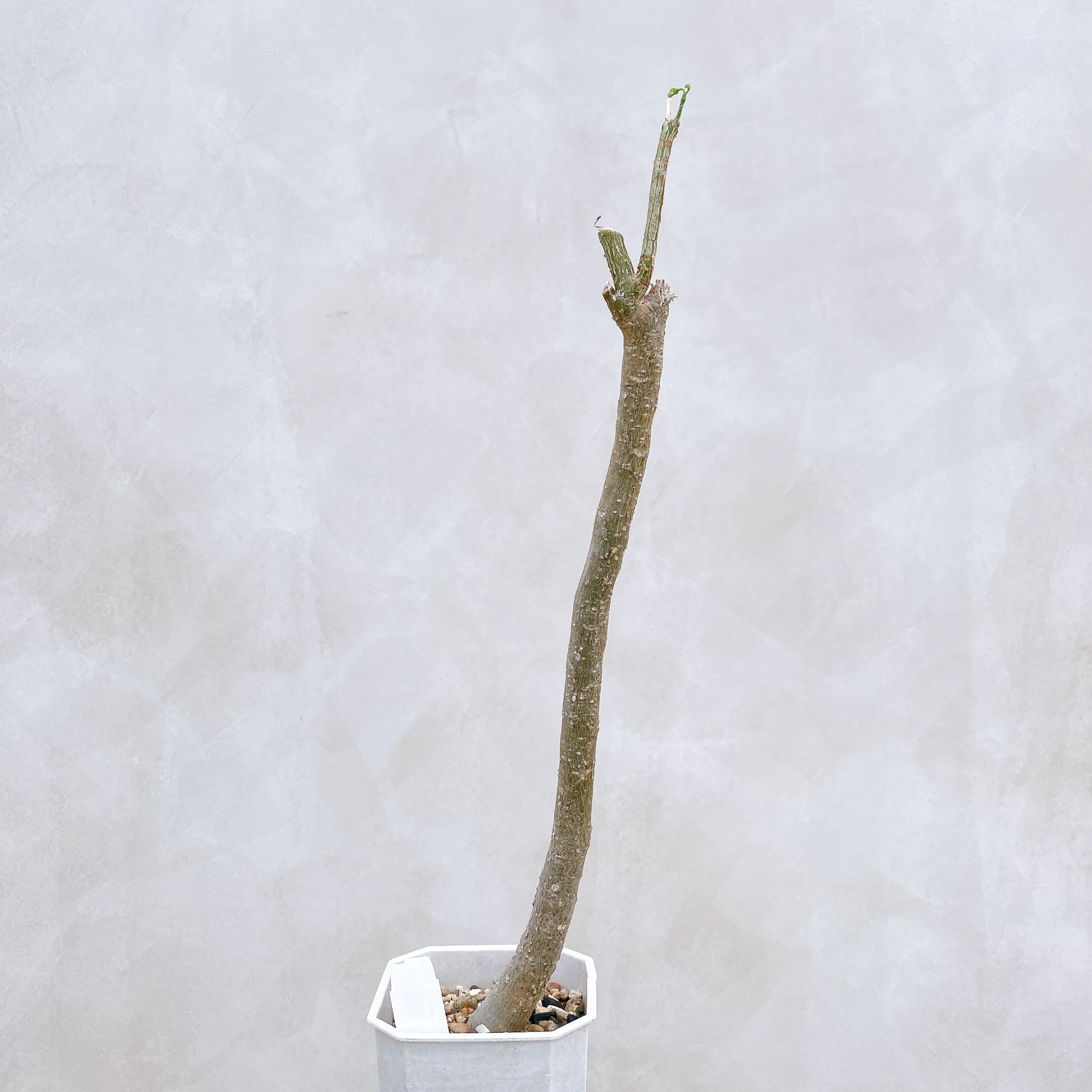 雪葉西番蓮 Adenia perrieri CA-6310