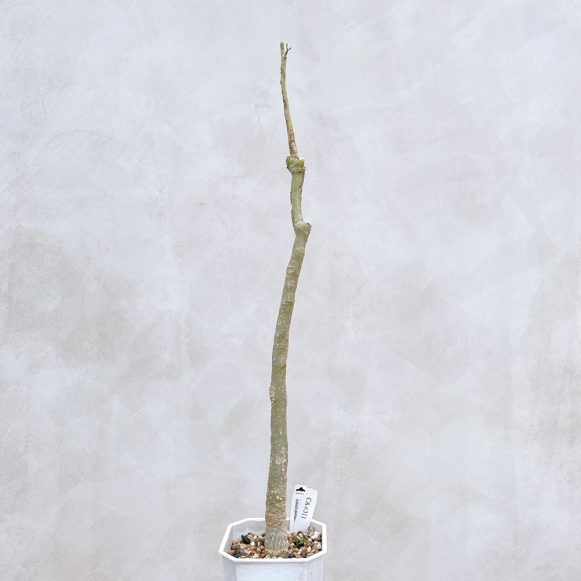 雪葉西番蓮 Adenia perrieri CA-6311