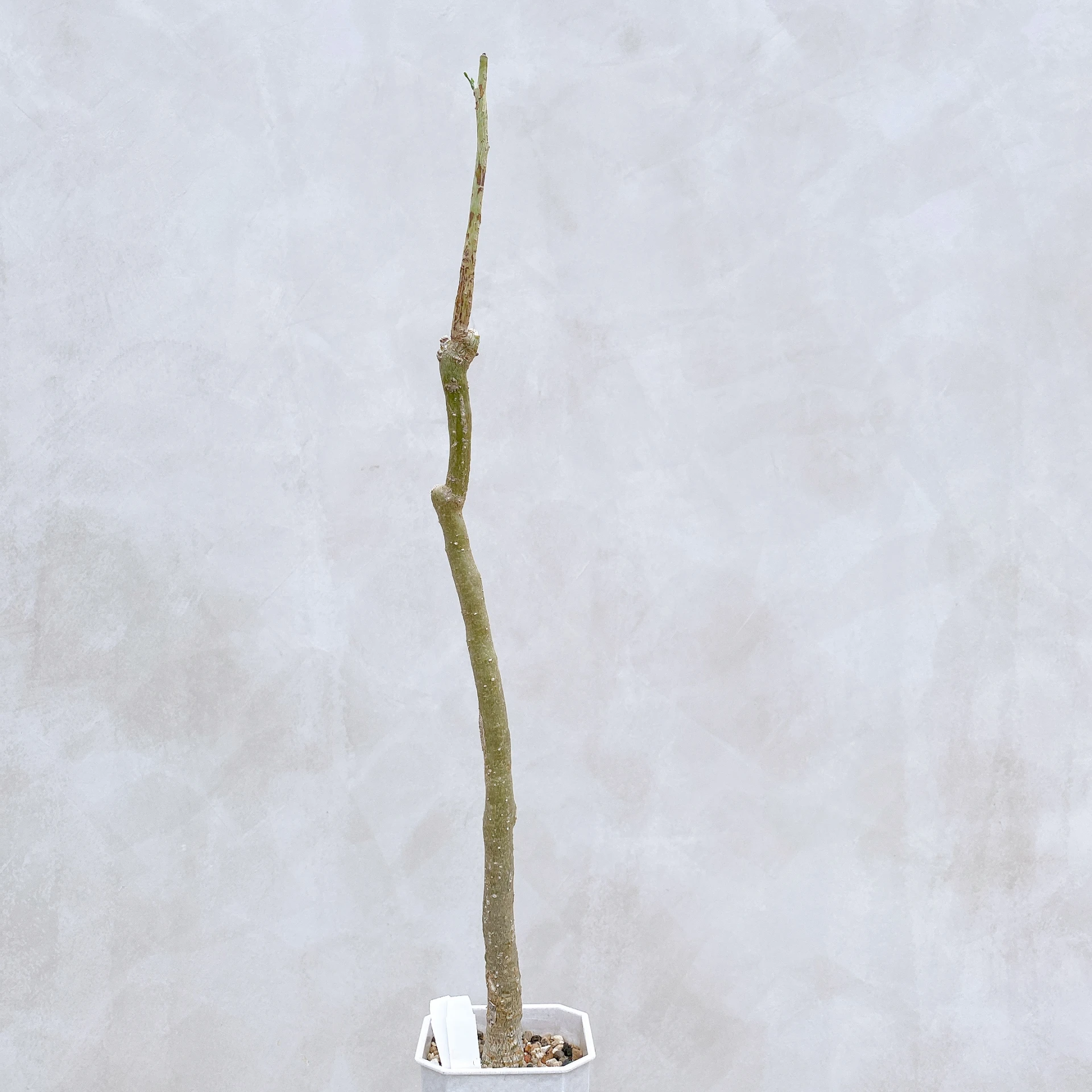 雪葉西番蓮 Adenia perrieri CA-6311