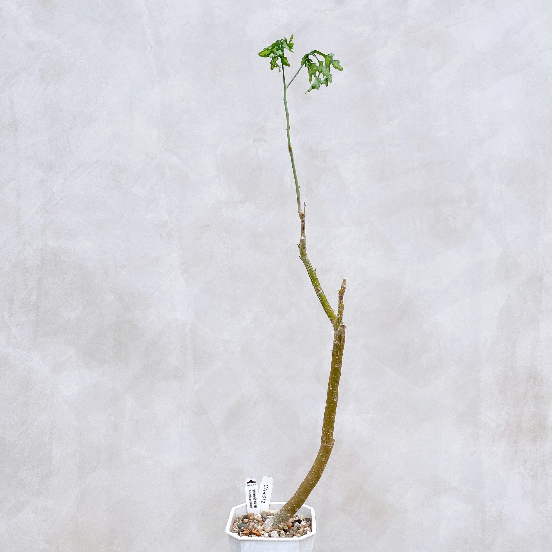 雪葉西番蓮 Adenia perrieri CA-6312