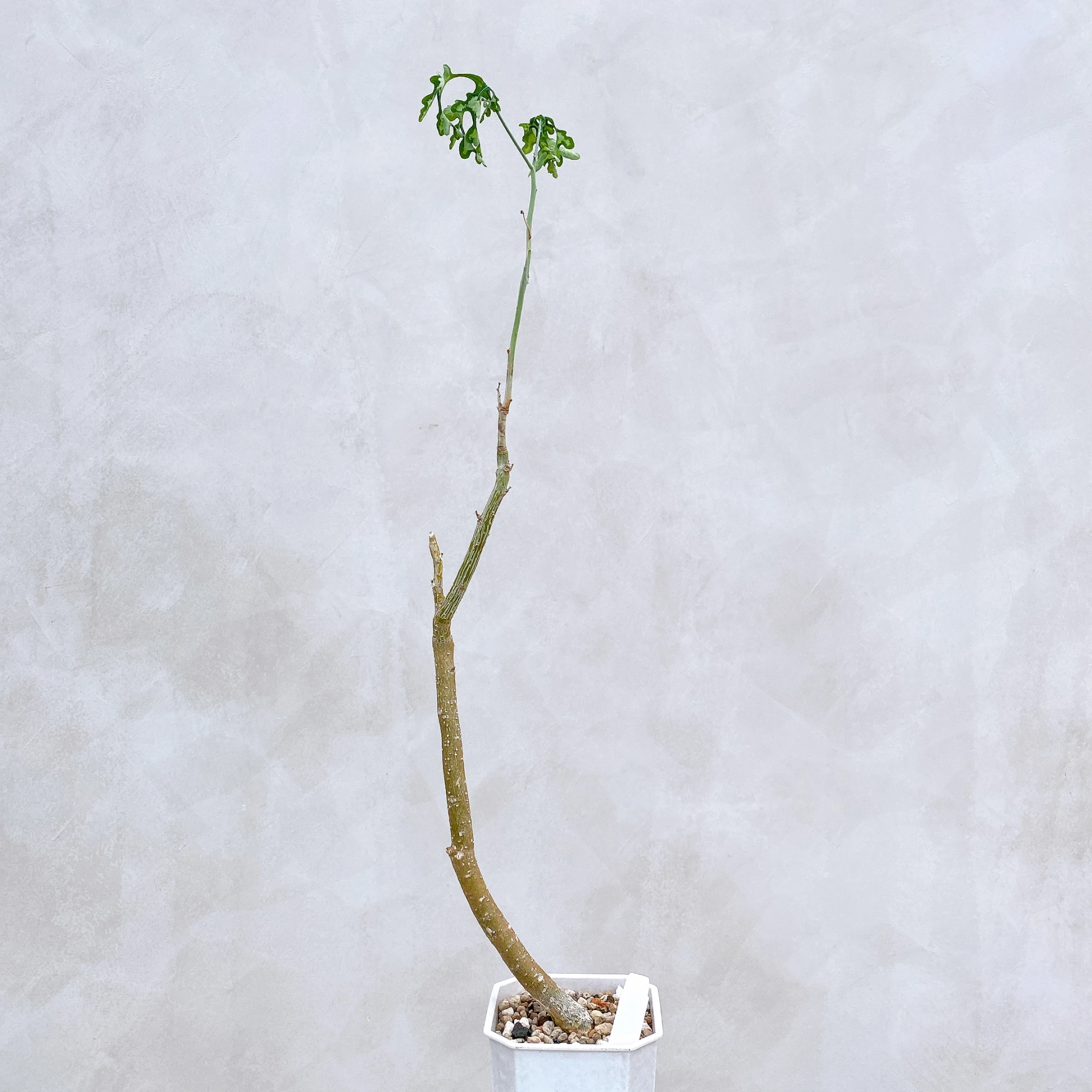 雪葉西番蓮 Adenia perrieri CA-6312