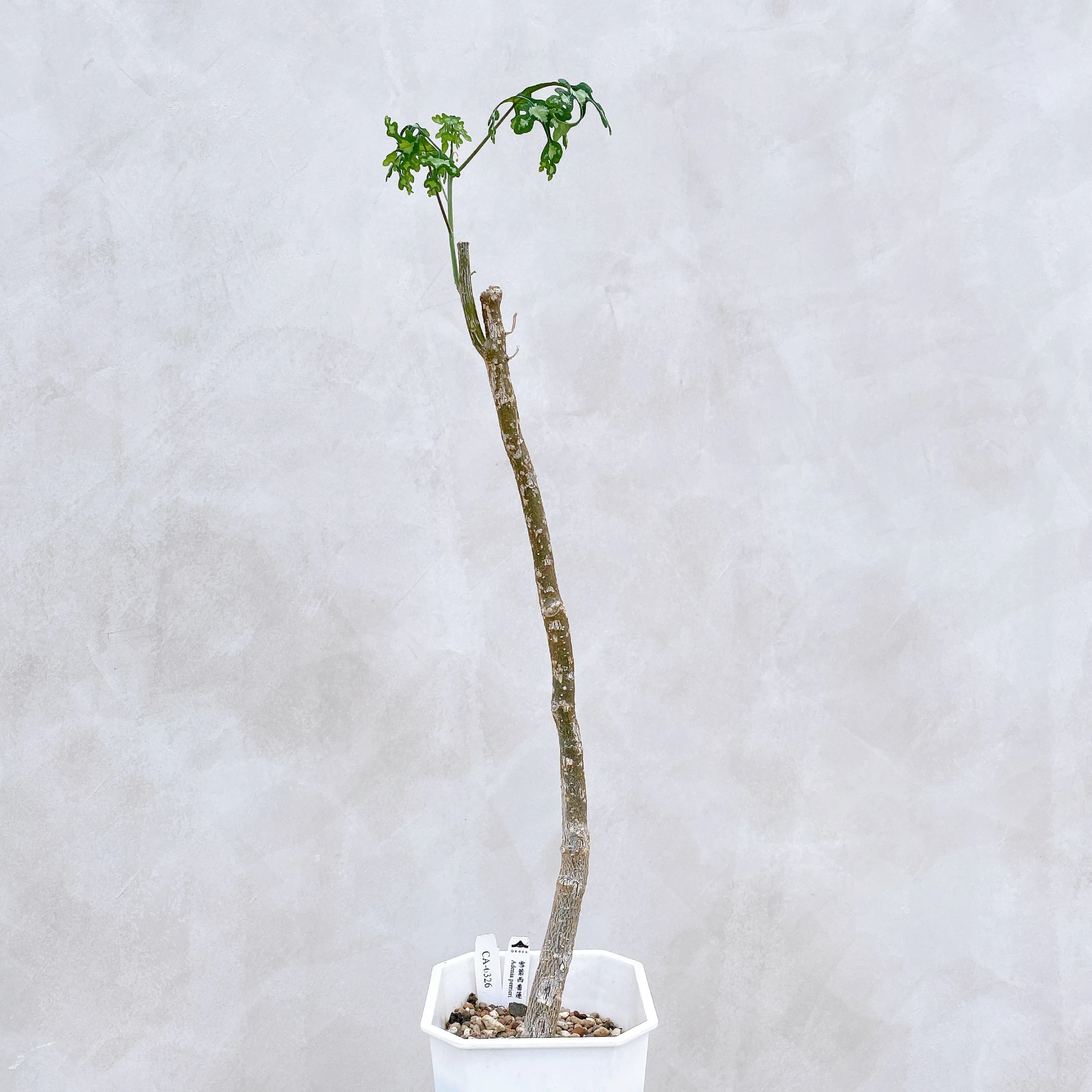 雪葉西番蓮 Adenia perrieri CA-6326