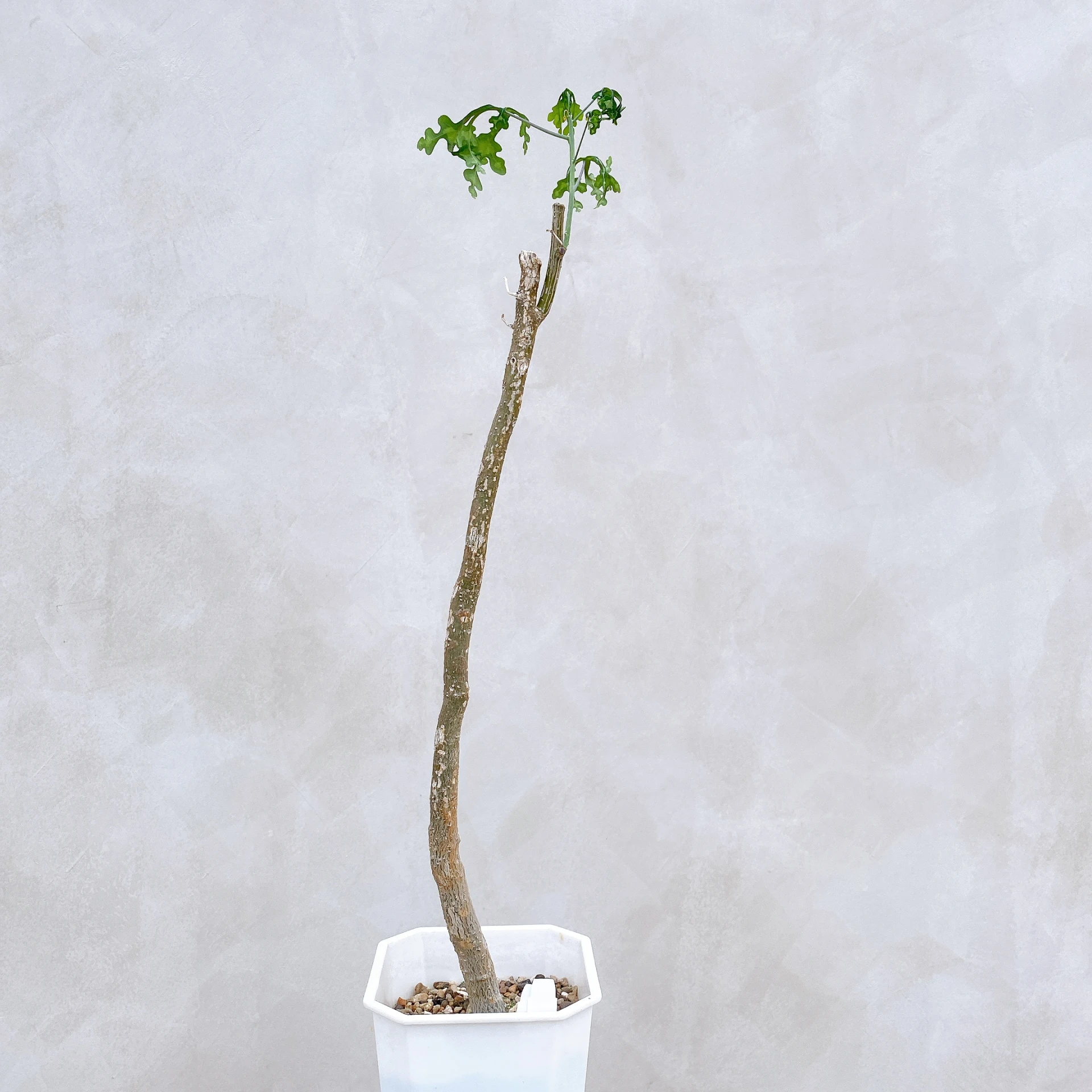 雪葉西番蓮 Adenia perrieri CA-6326