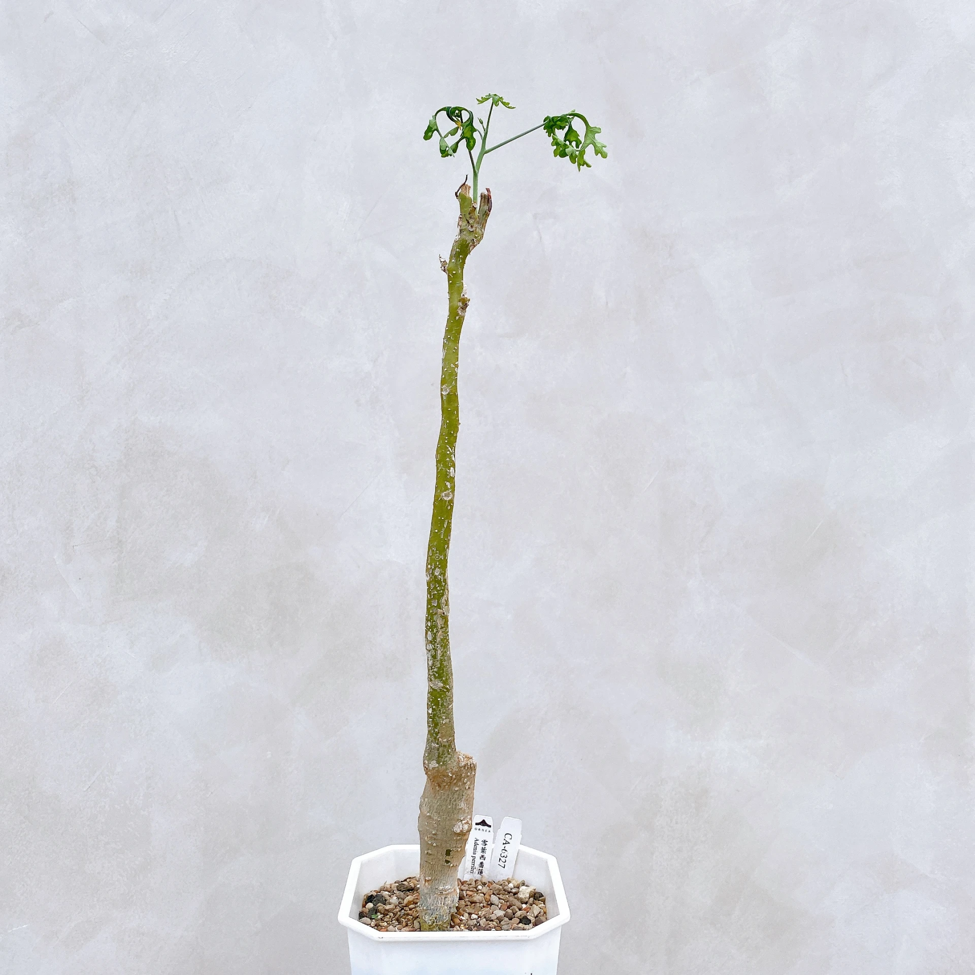 雪葉西番蓮 Adenia perrieri CA-6327