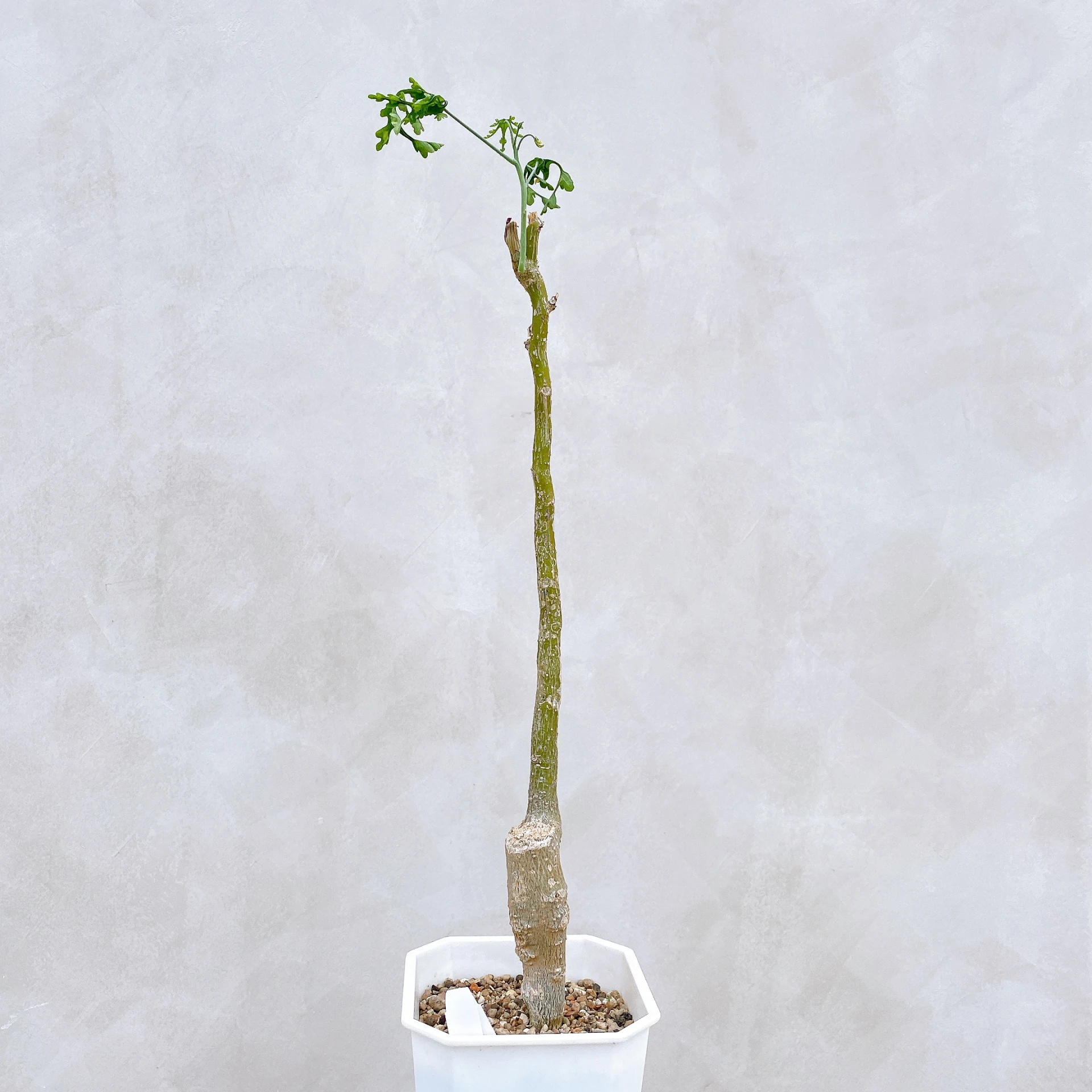 雪葉西番蓮 Adenia perrieri CA-6327