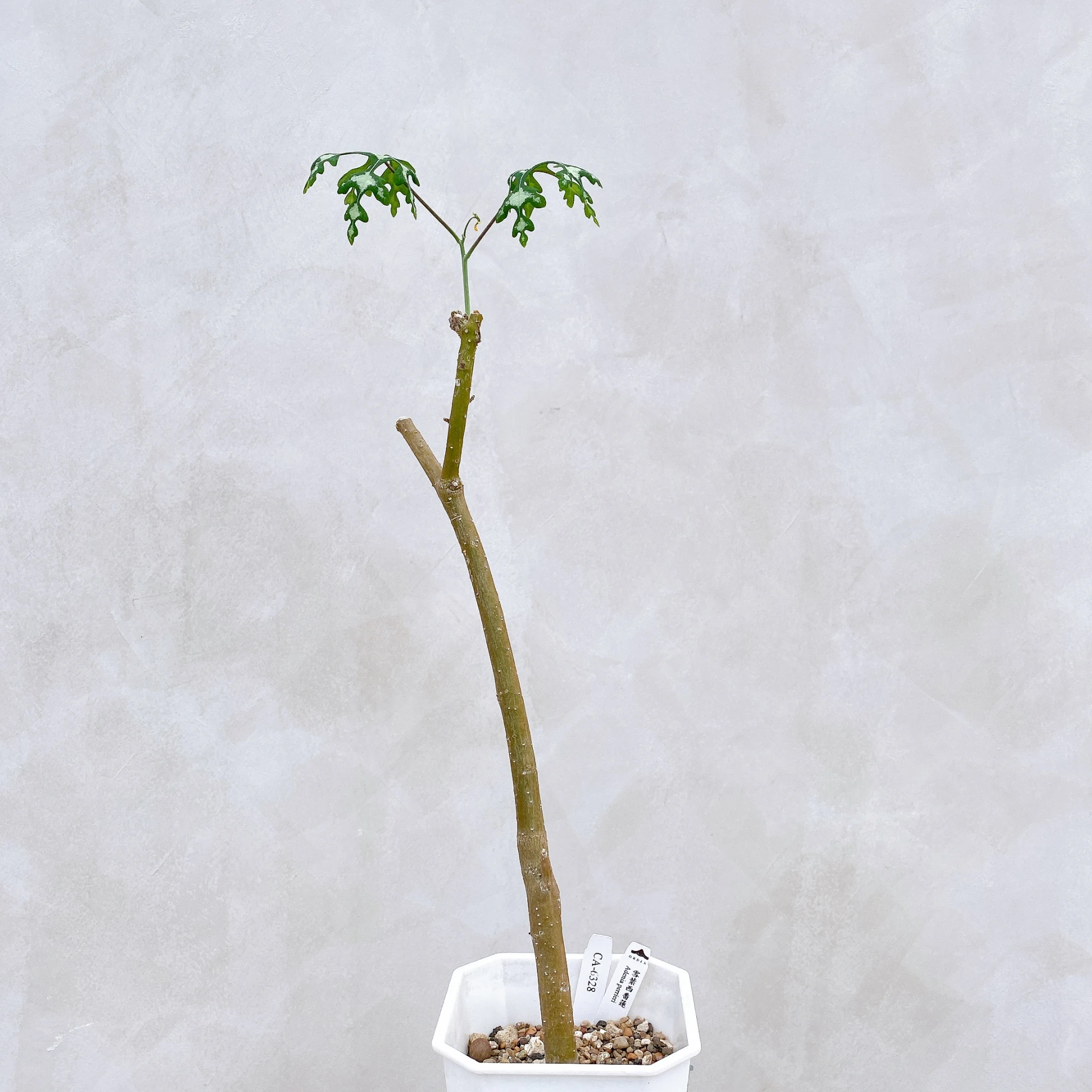 雪葉西番蓮 Adenia perrieri CA-6328