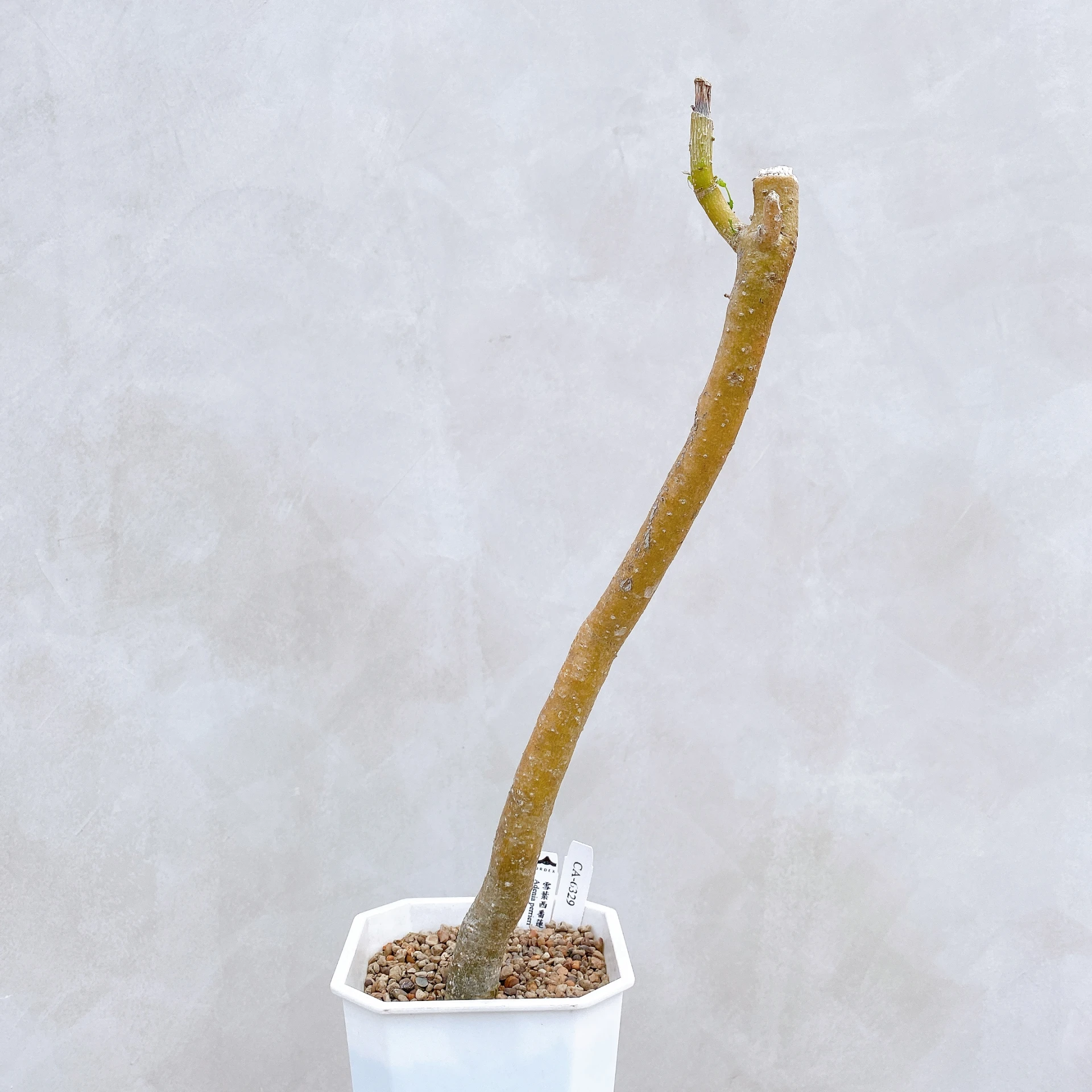 雪葉西番蓮 Adenia perrieri CA-6329