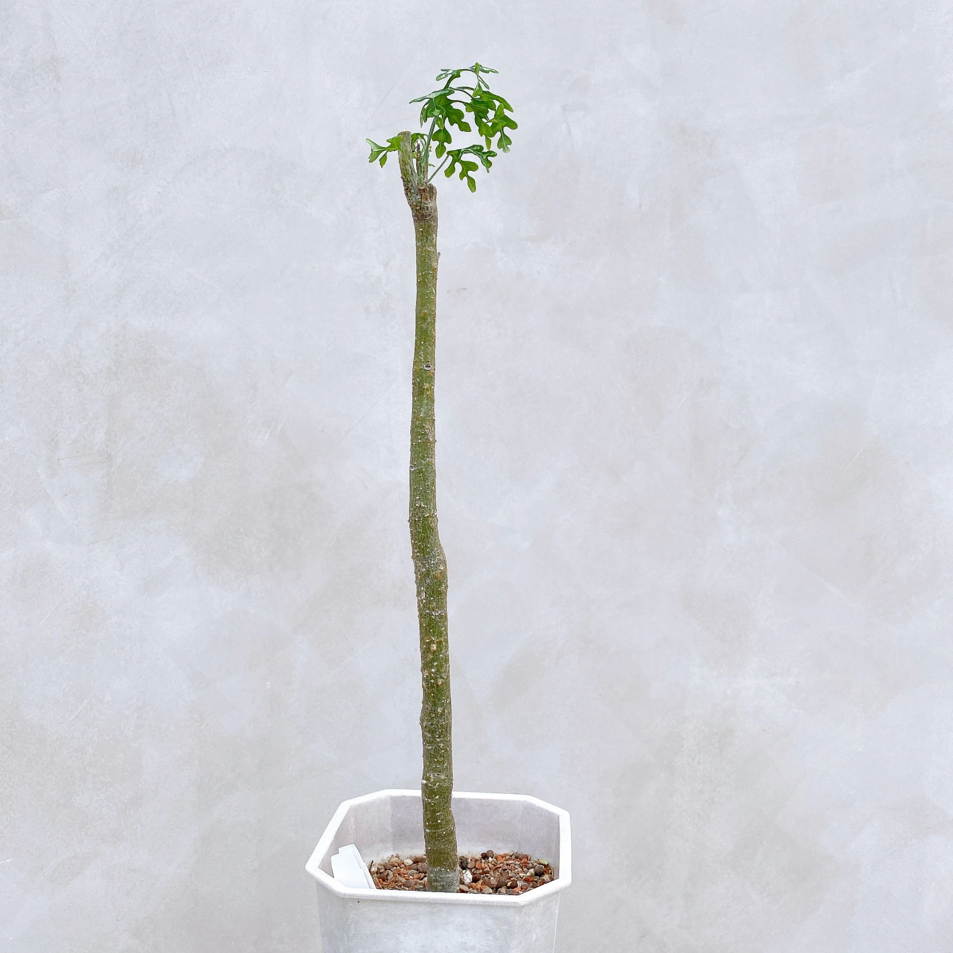 雪葉西番蓮 Adenia perrieri CA-6330
