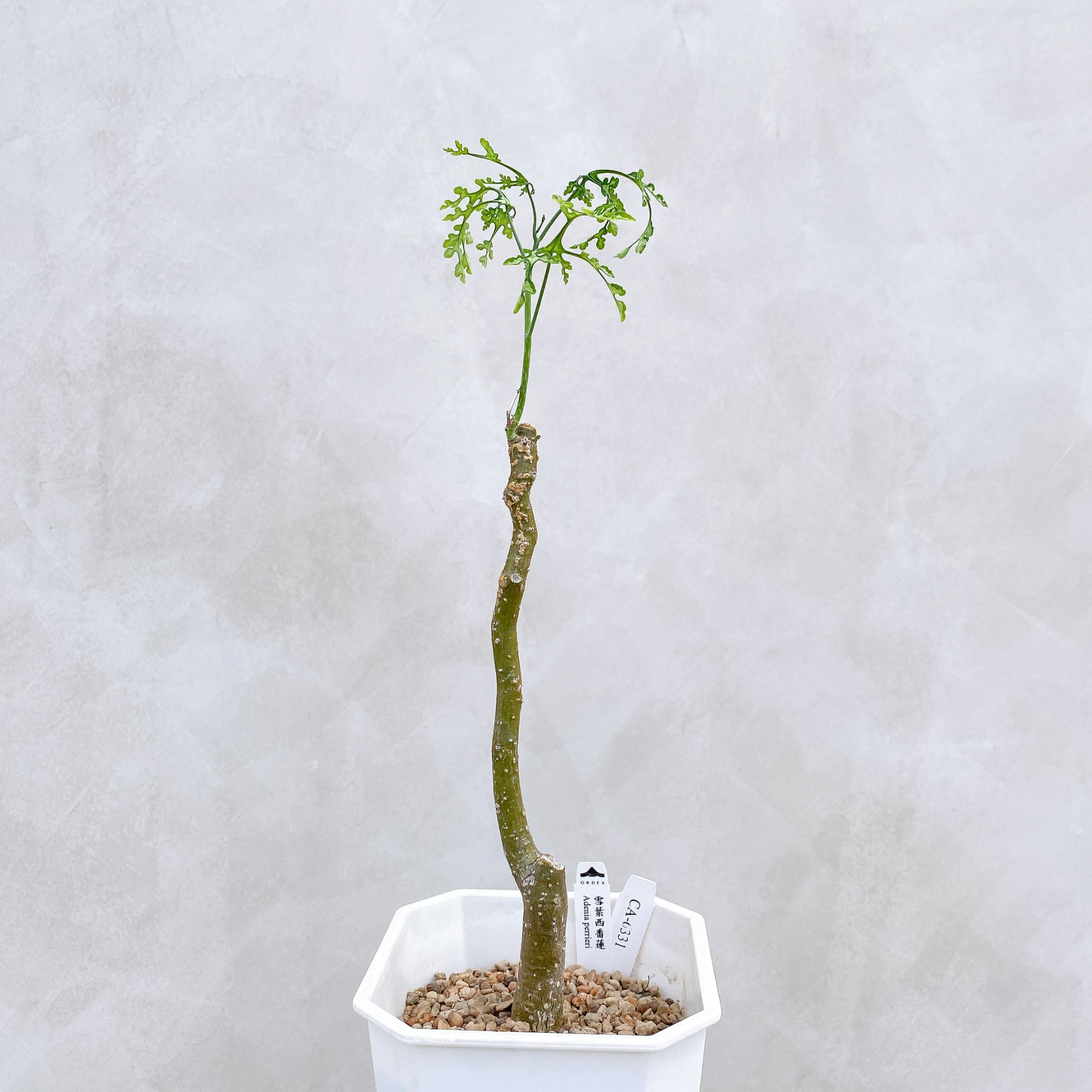 雪葉西番蓮 Adenia perrieri CA-6331