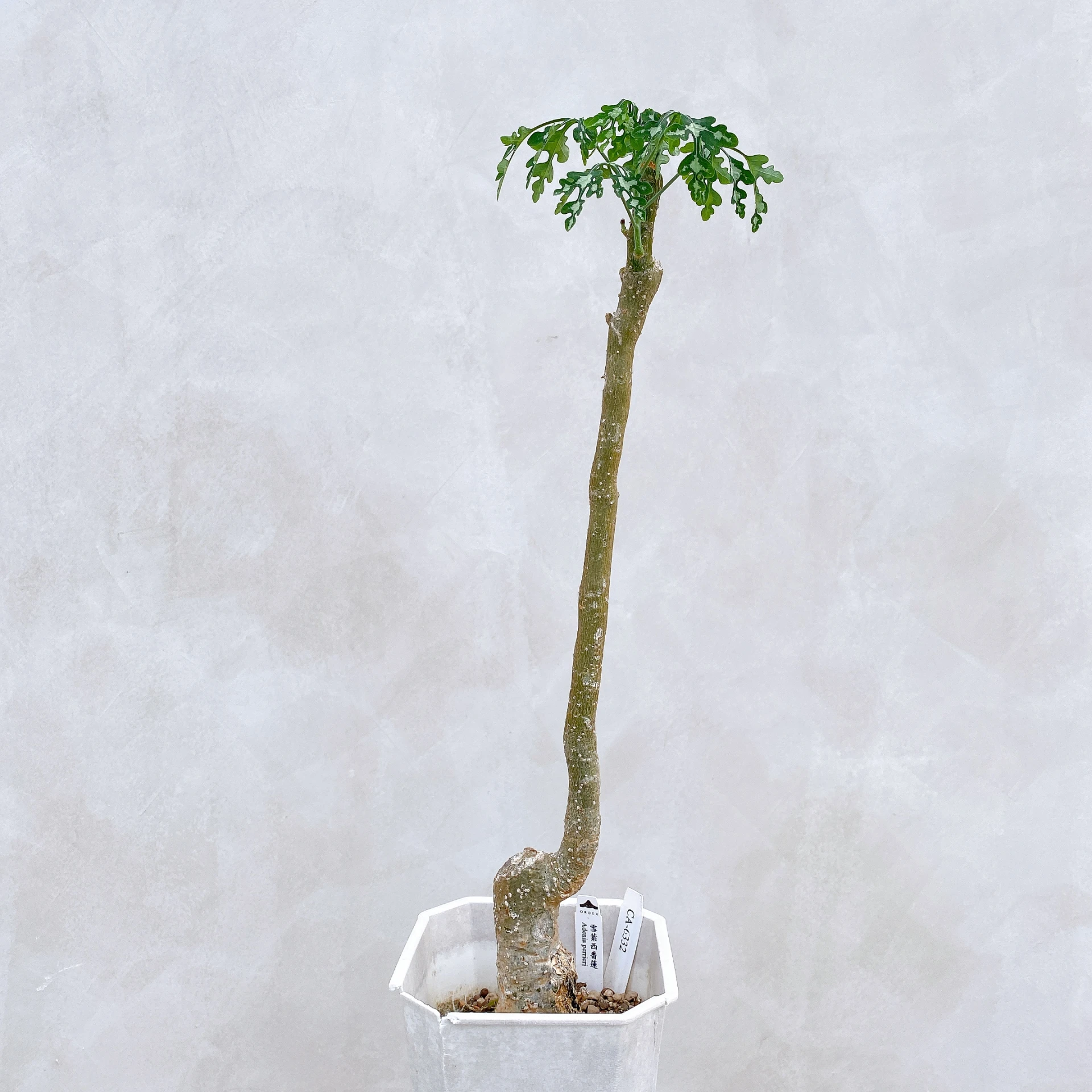 雪葉西番蓮 Adenia perrieri CA-6332