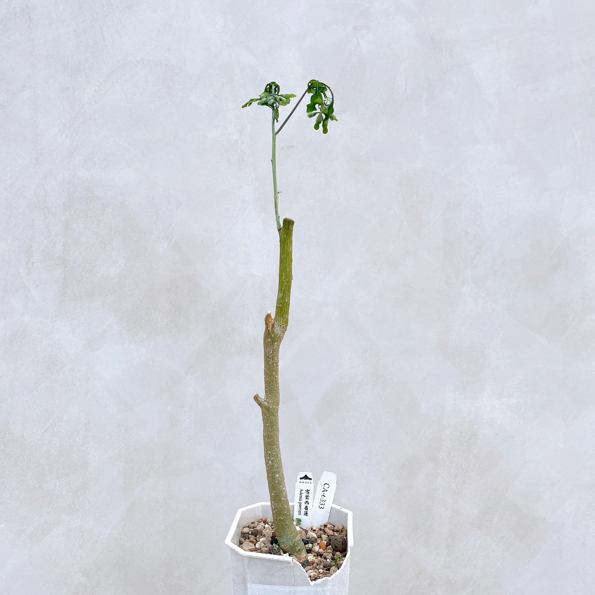 雪葉西番蓮 Adenia perrieri CA-6333