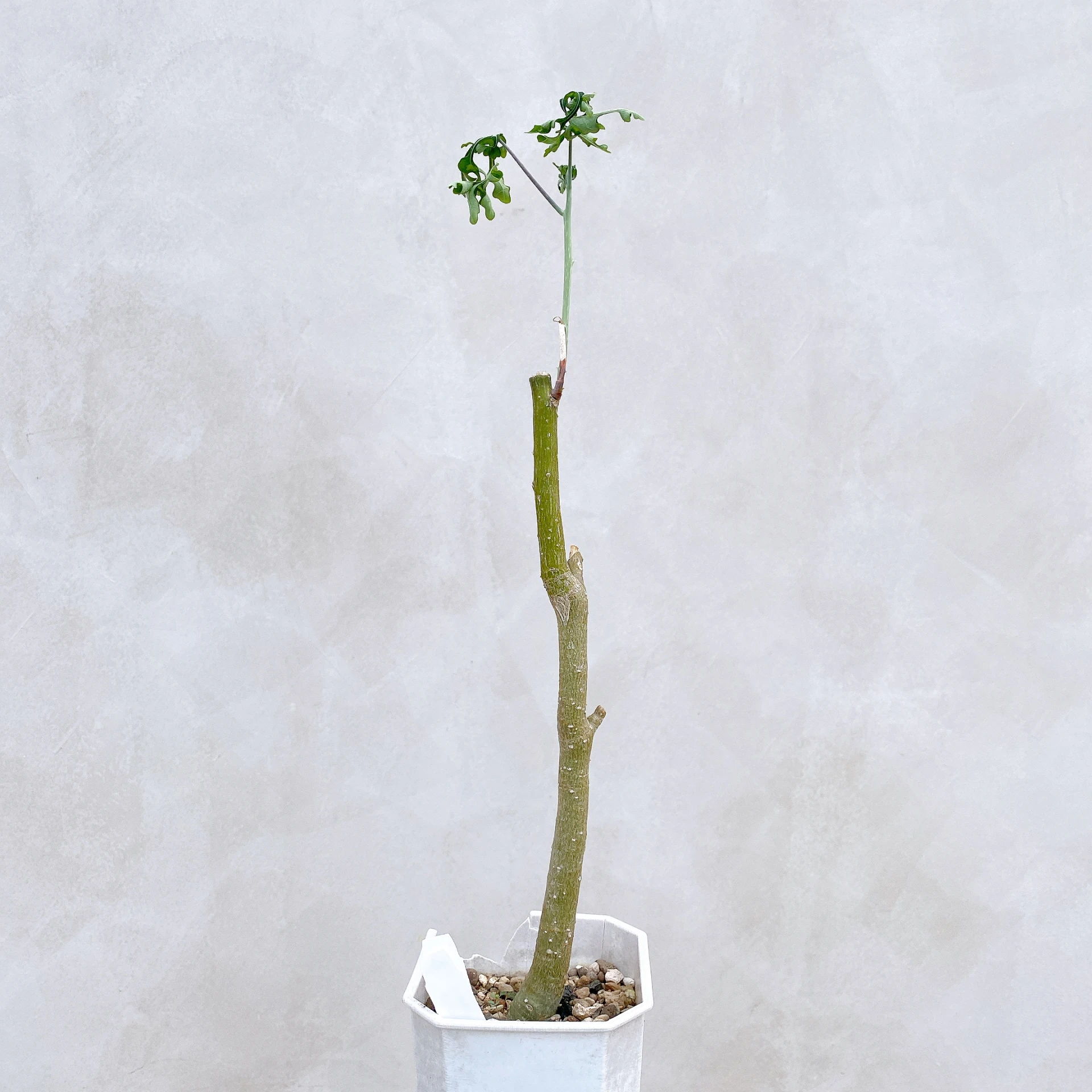 雪葉西番蓮 Adenia perrieri CA-6333