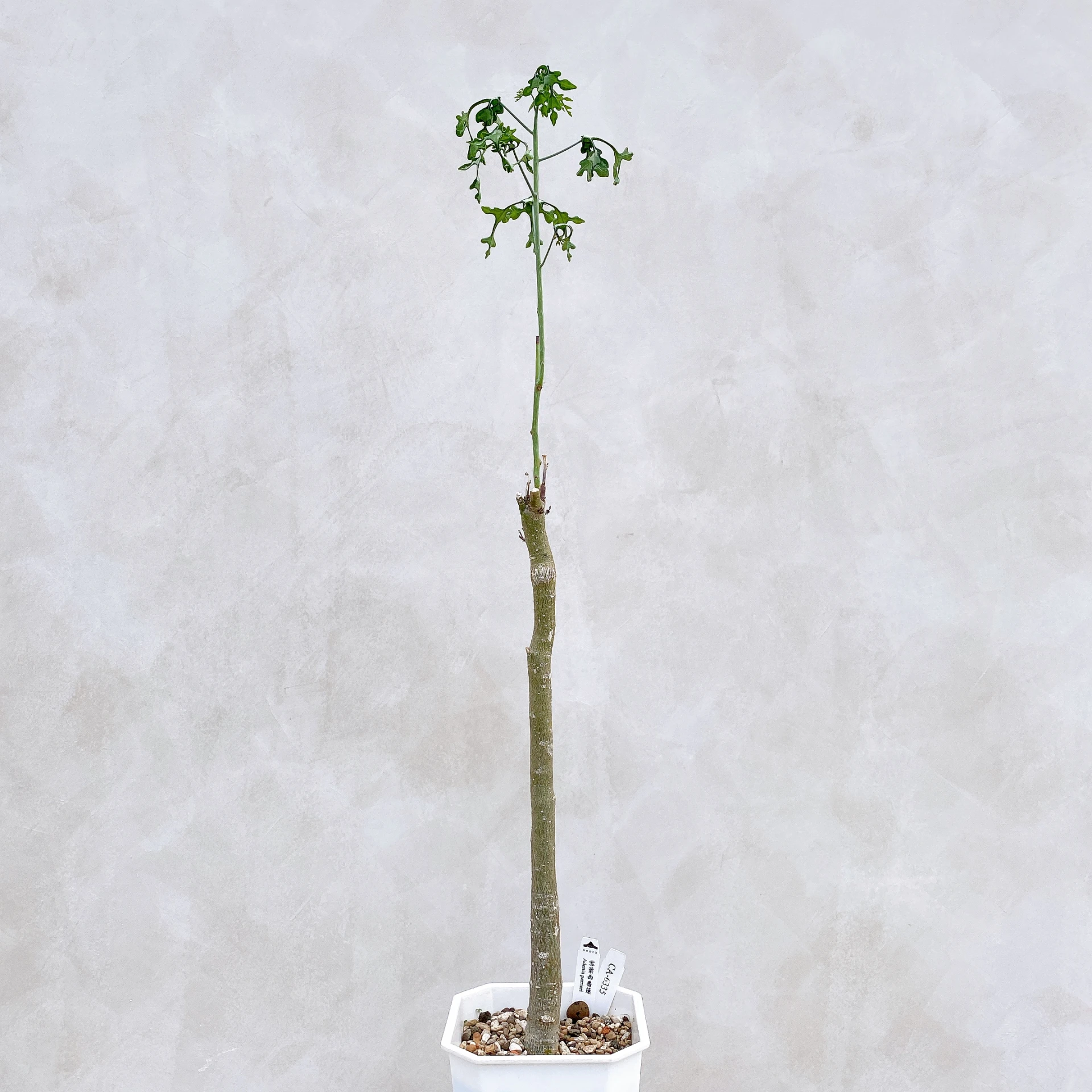 雪葉西番蓮 Adenia perrieri CA-6335