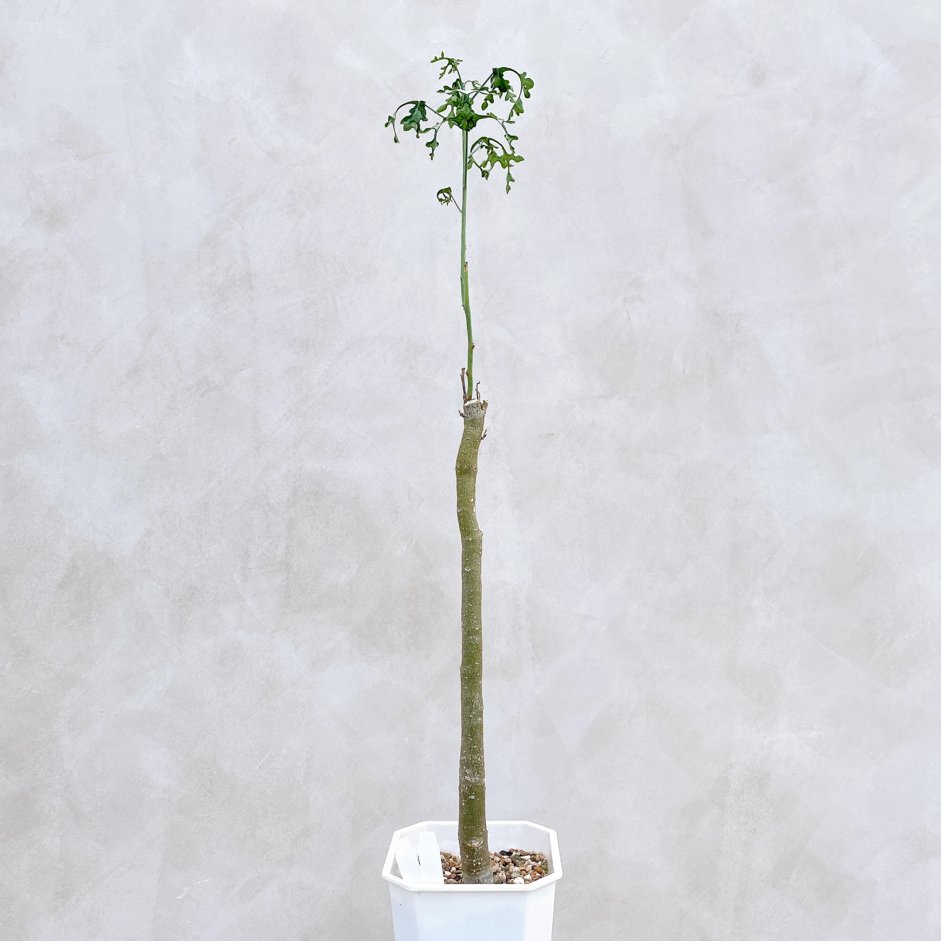 雪葉西番蓮 Adenia perrieri CA-6335