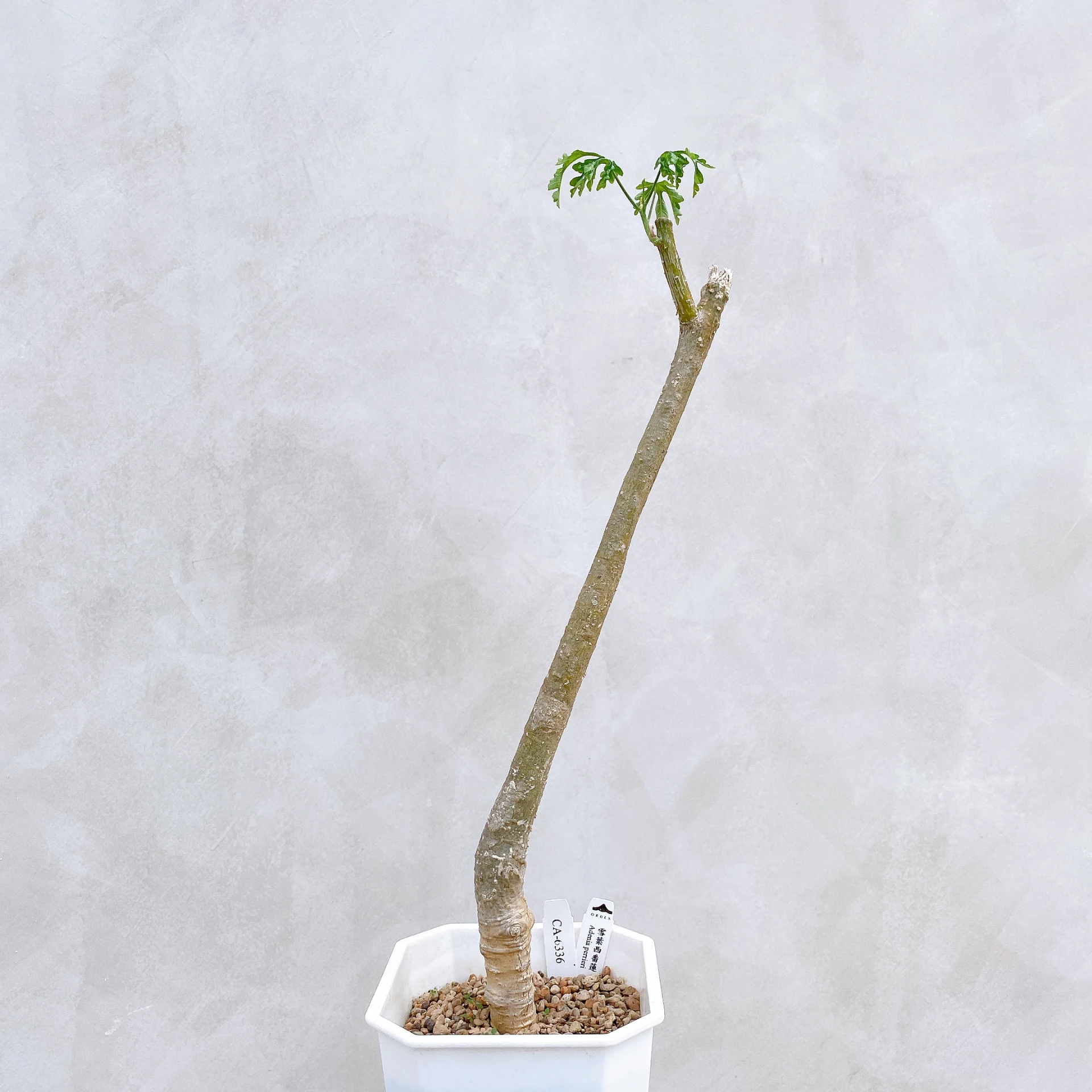 雪葉西番蓮 Adenia perrieri CA-6336