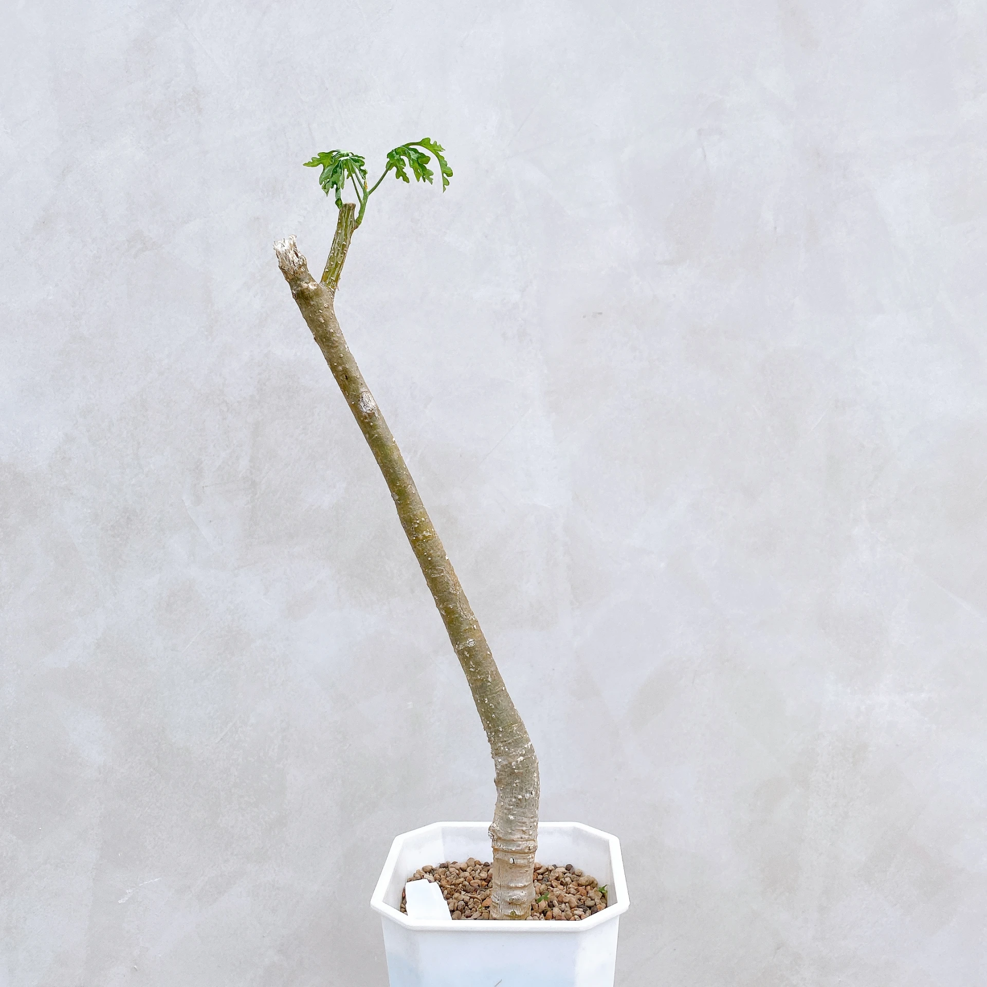 雪葉西番蓮 Adenia perrieri CA-6336