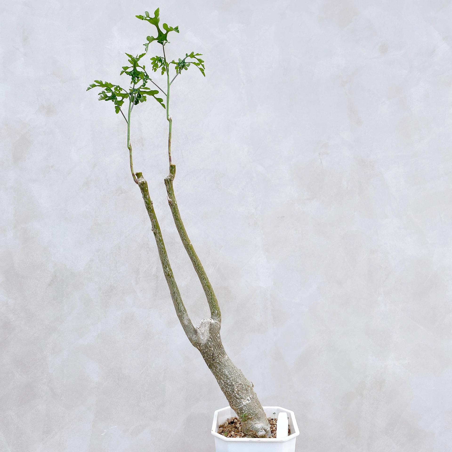 雪葉西番蓮 Adenia perrieri CA-6337