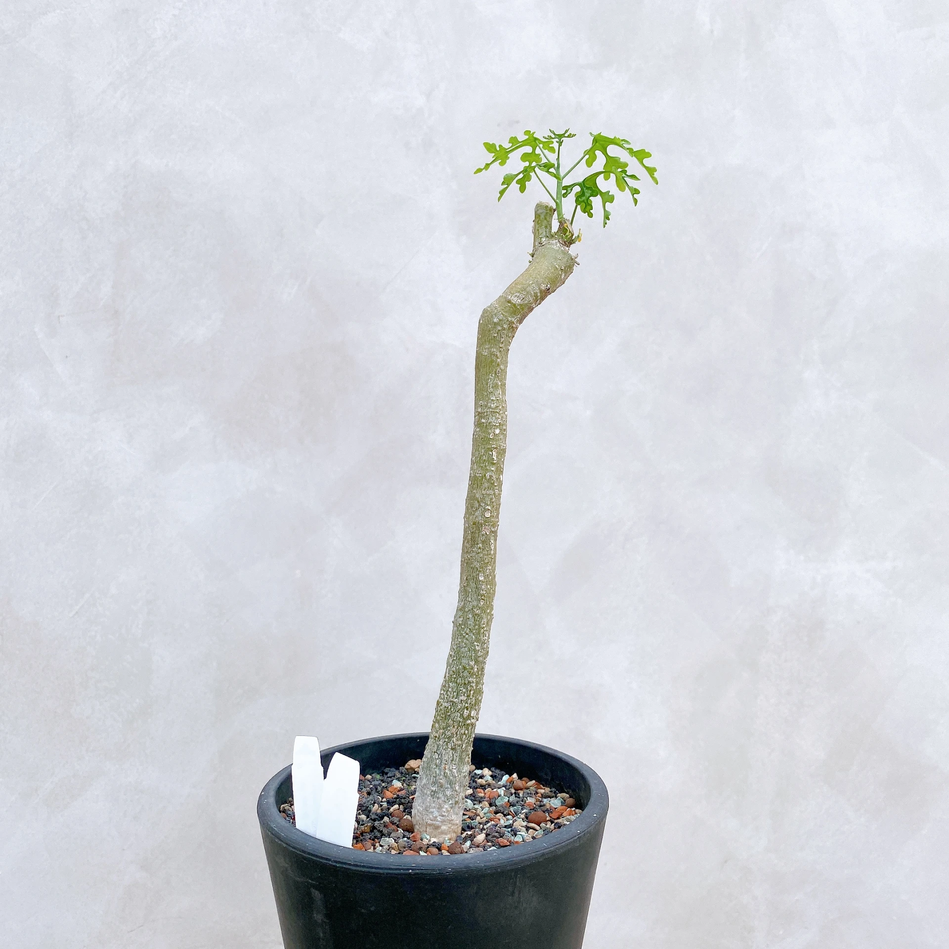 雪葉西番蓮 Adenia perrieri CA-6338