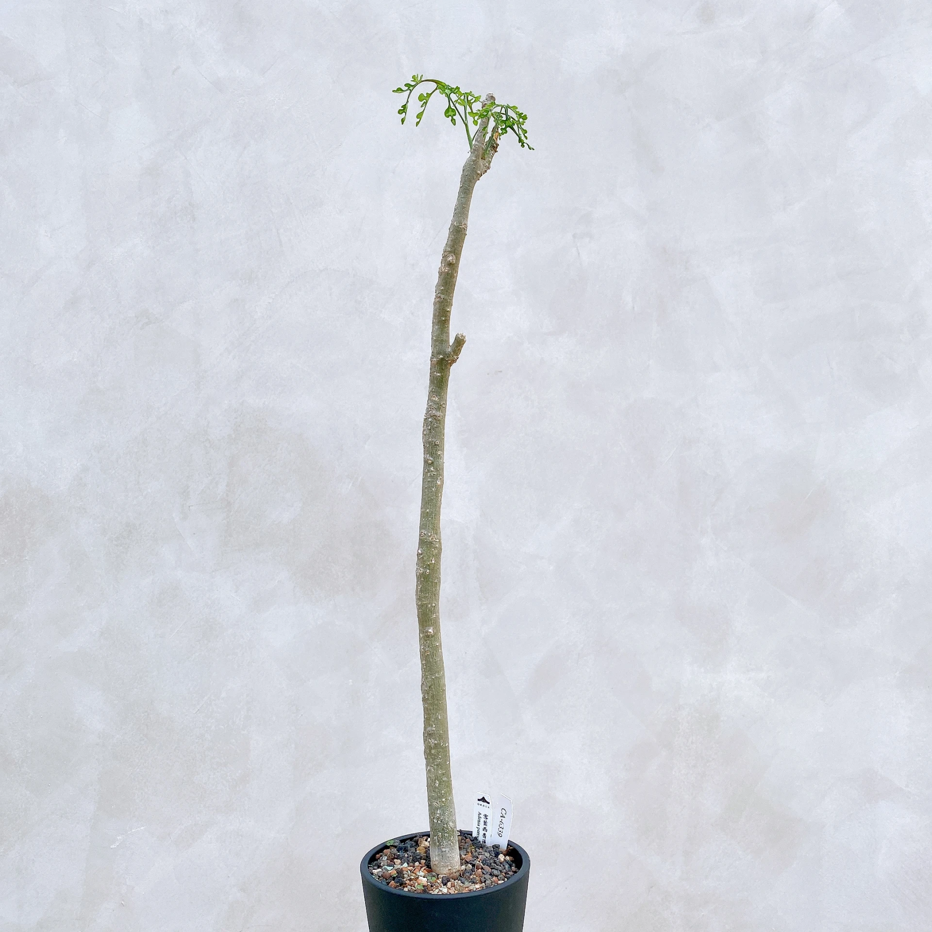 雪葉西番蓮 Adenia perrieri CA-6339
