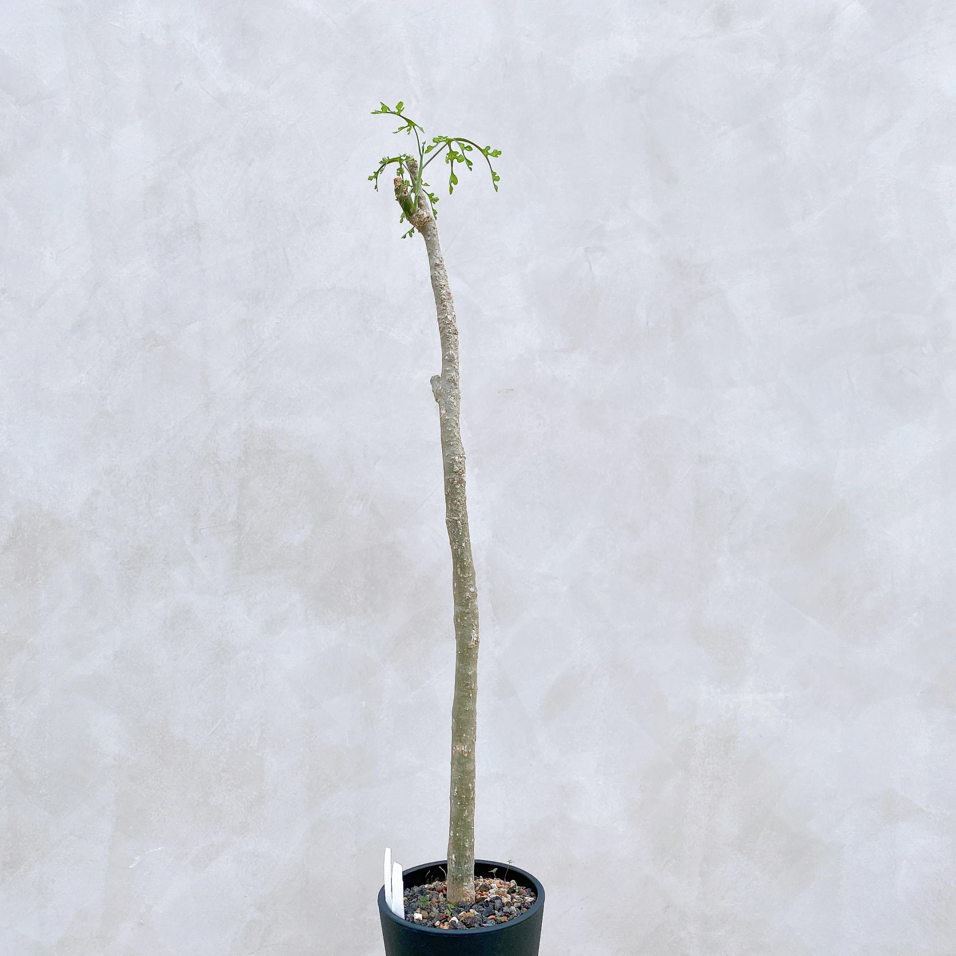 雪葉西番蓮 Adenia perrieri CA-6339