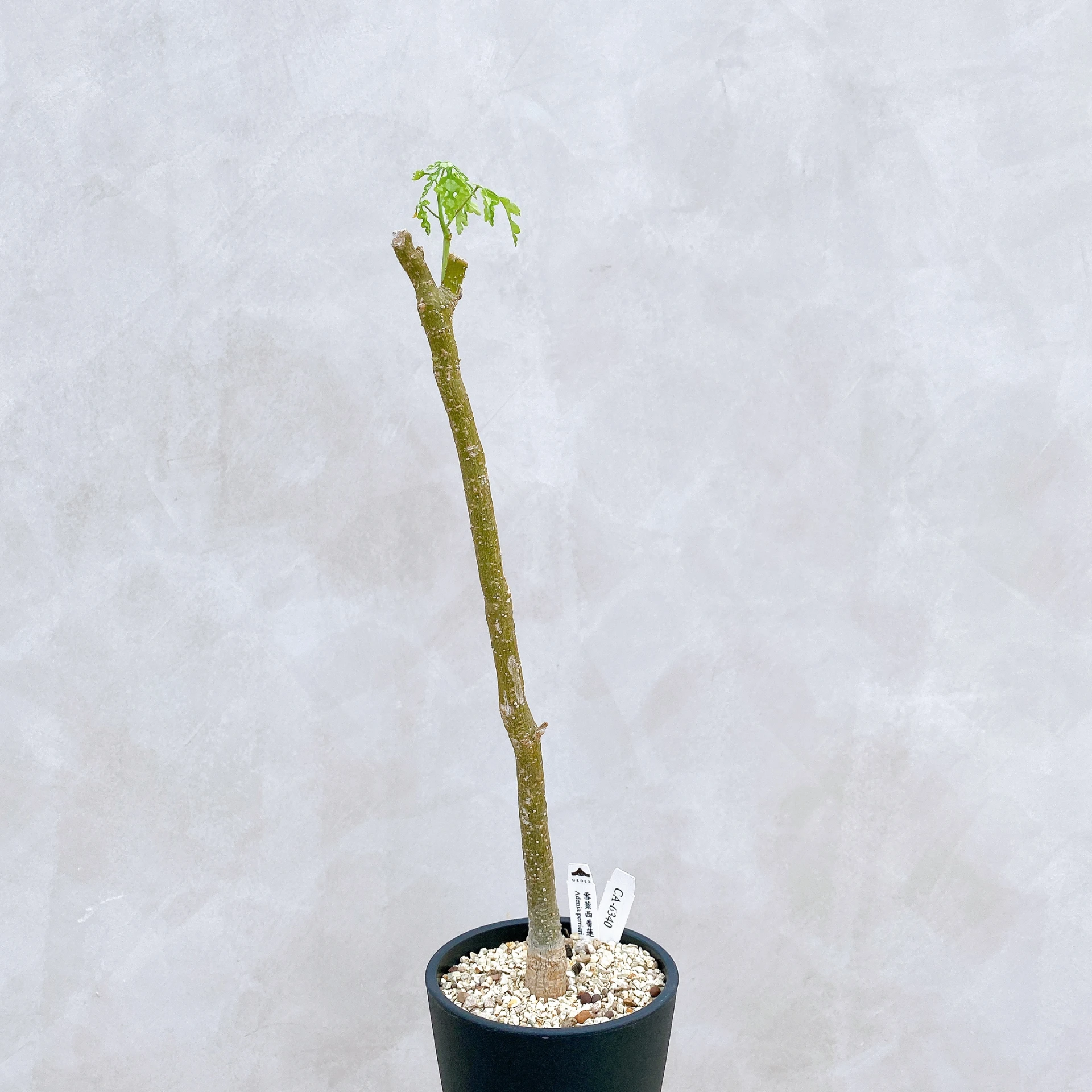 雪葉西番蓮 Adenia perrieri CA-6340