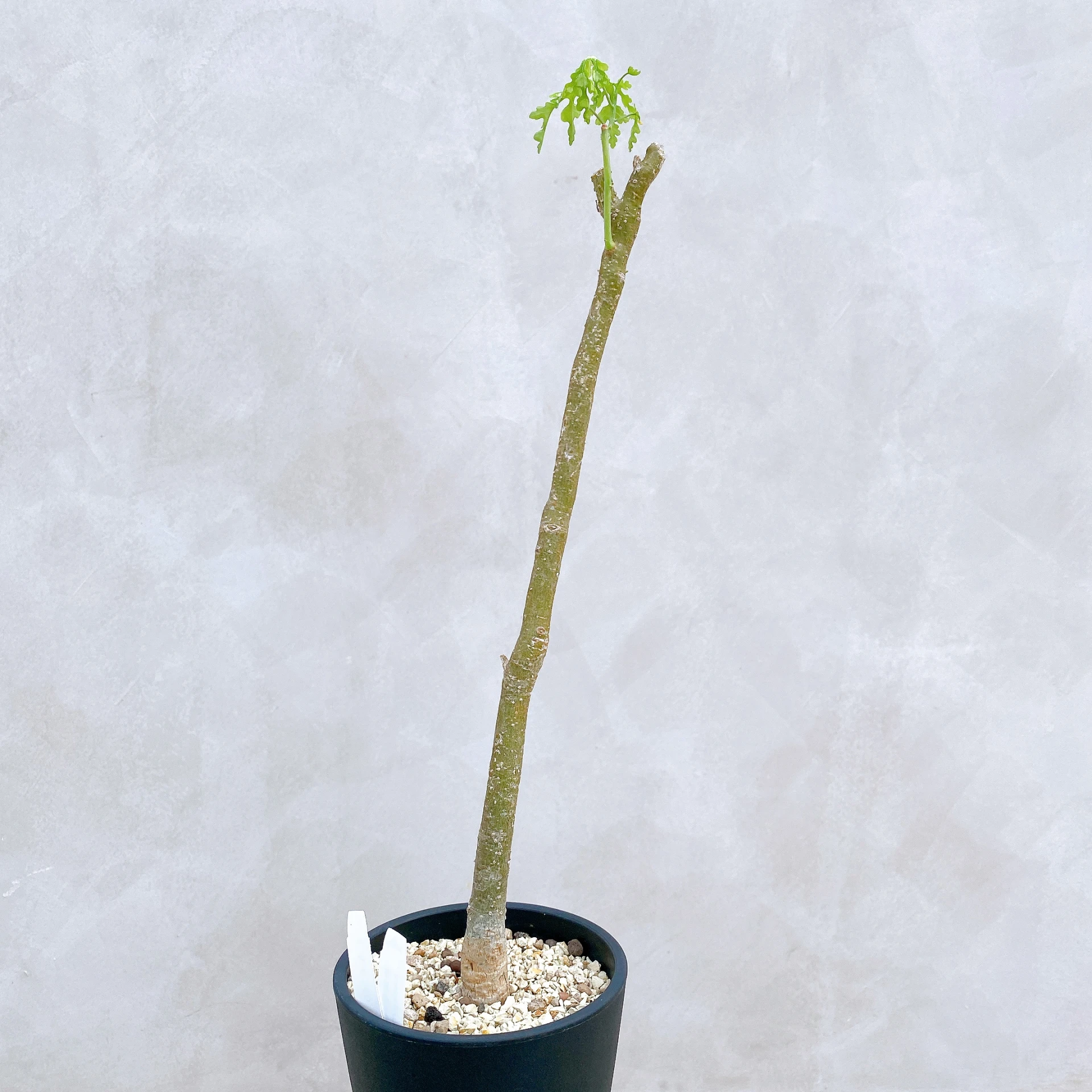 雪葉西番蓮 Adenia perrieri CA-6340