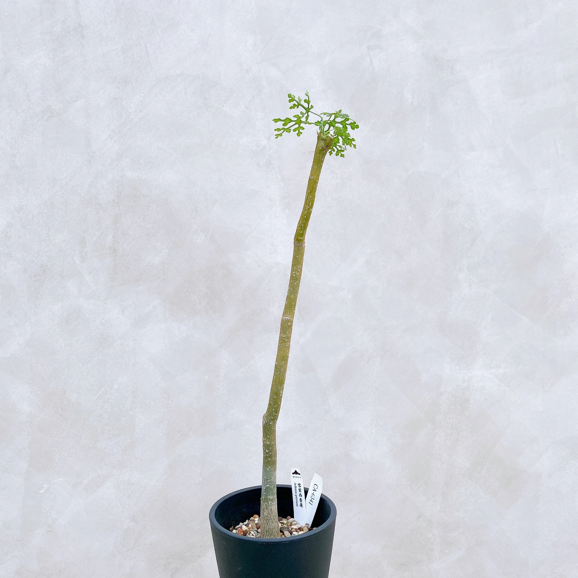 雪葉西番蓮 Adenia perrieri CA-6341