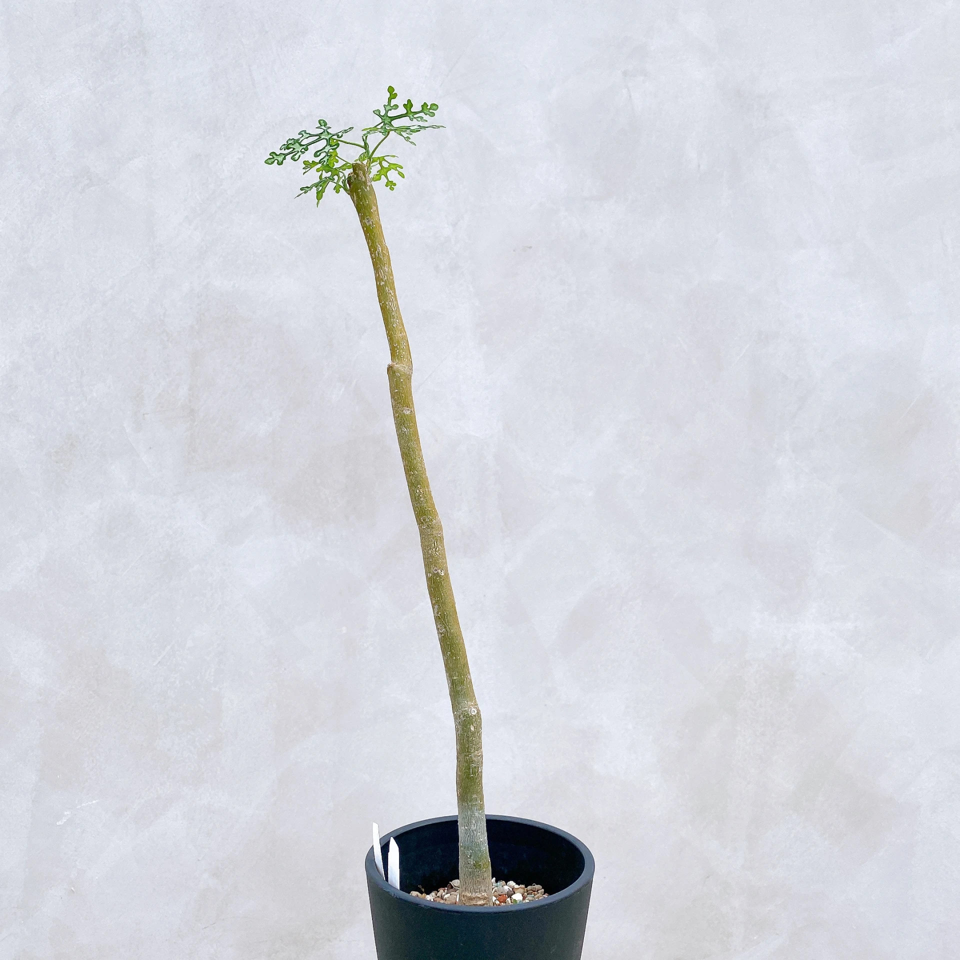 雪葉西番蓮 Adenia perrieri CA-6341