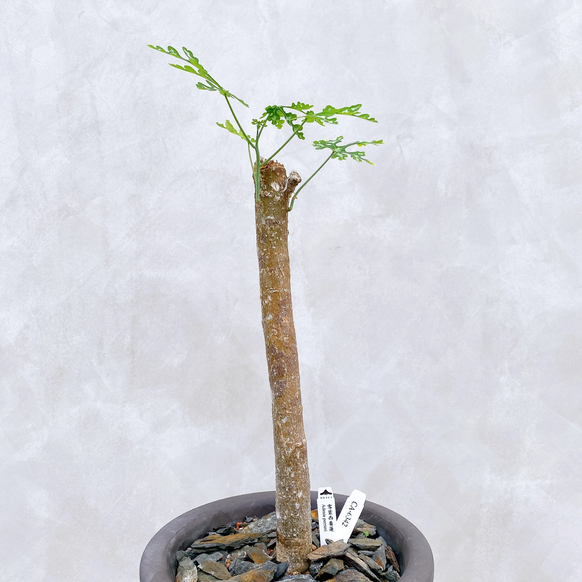 雪葉西番蓮 Adenia perrieri CA-6342