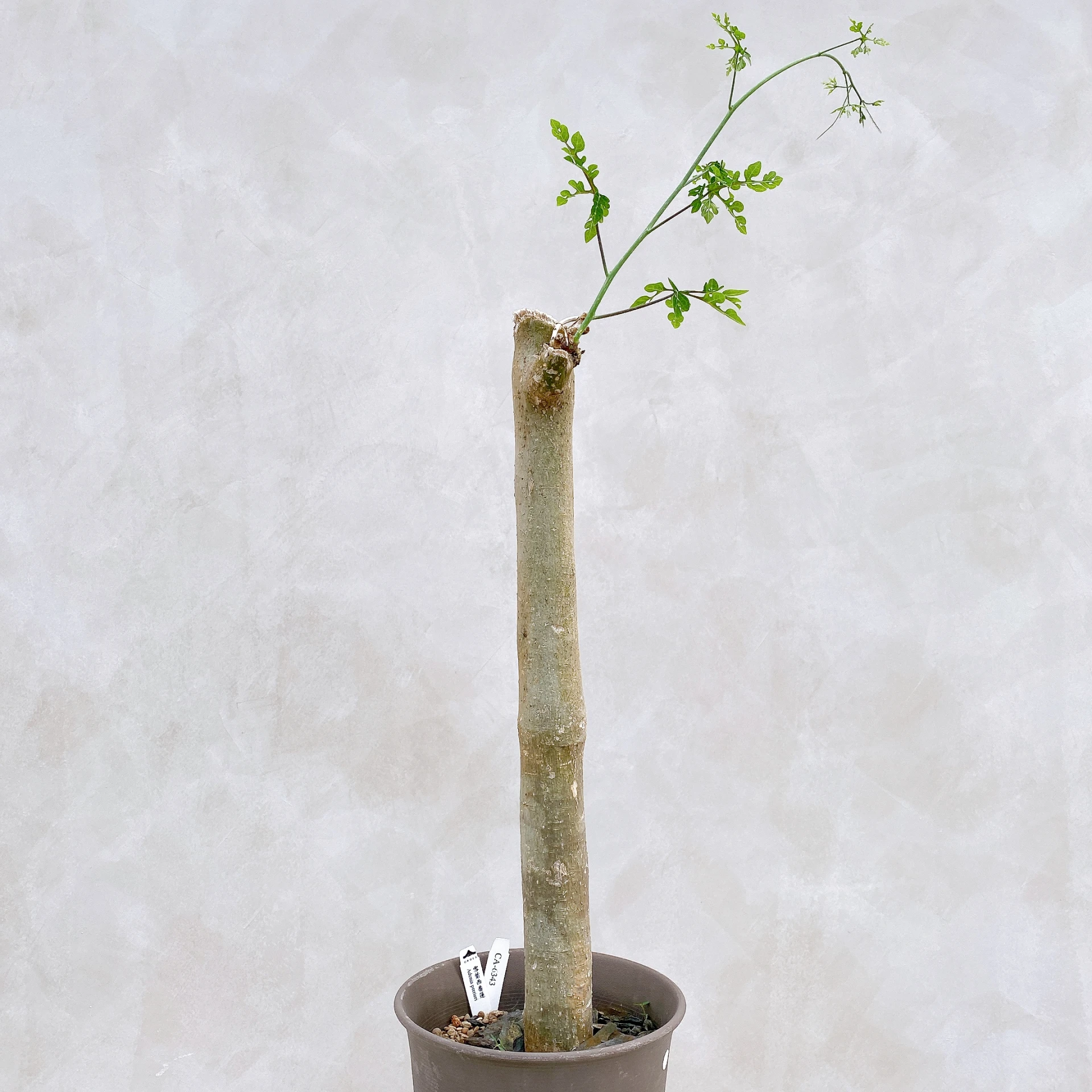 雪葉西番蓮 Adenia perrieri CA-6343