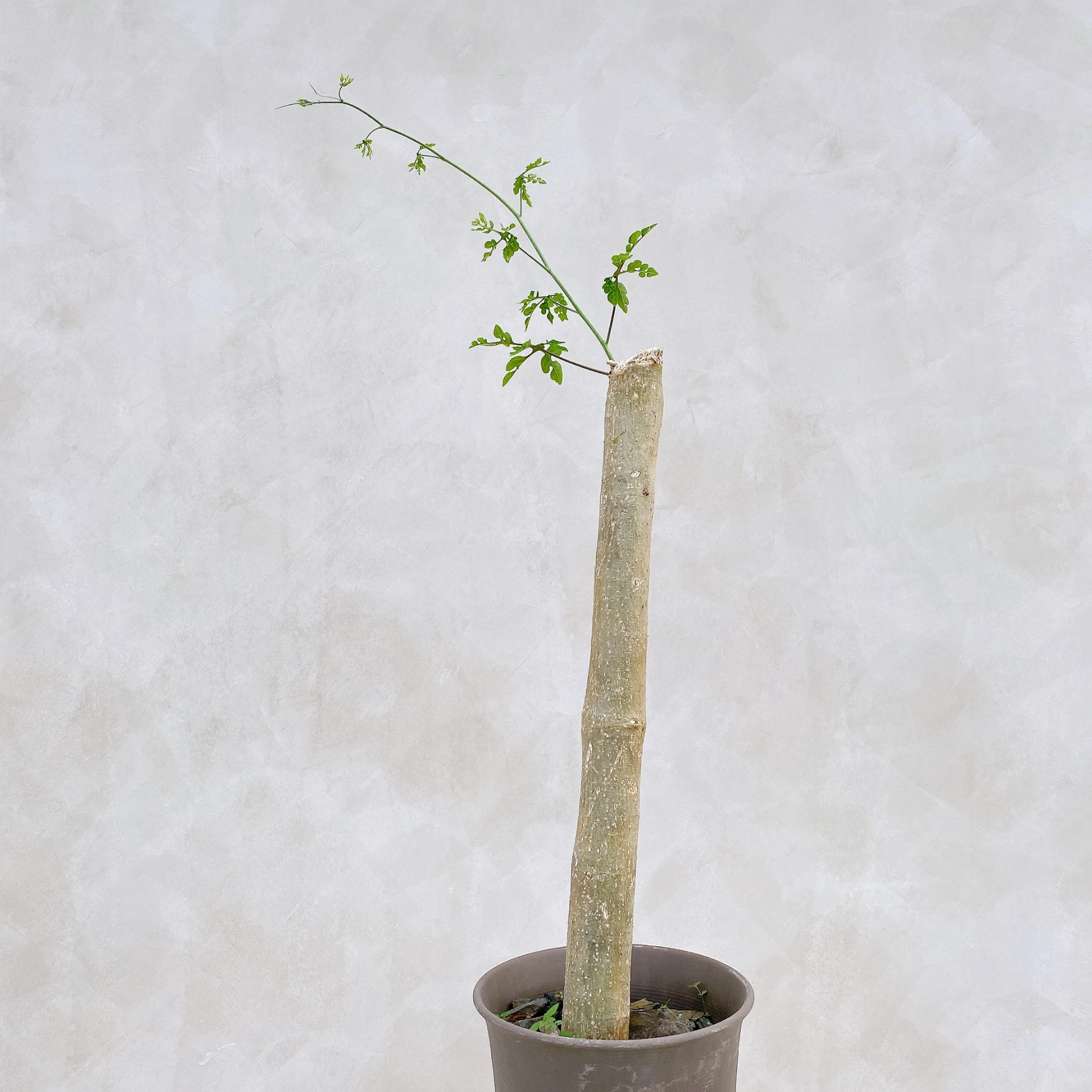 雪葉西番蓮 Adenia perrieri CA-6343
