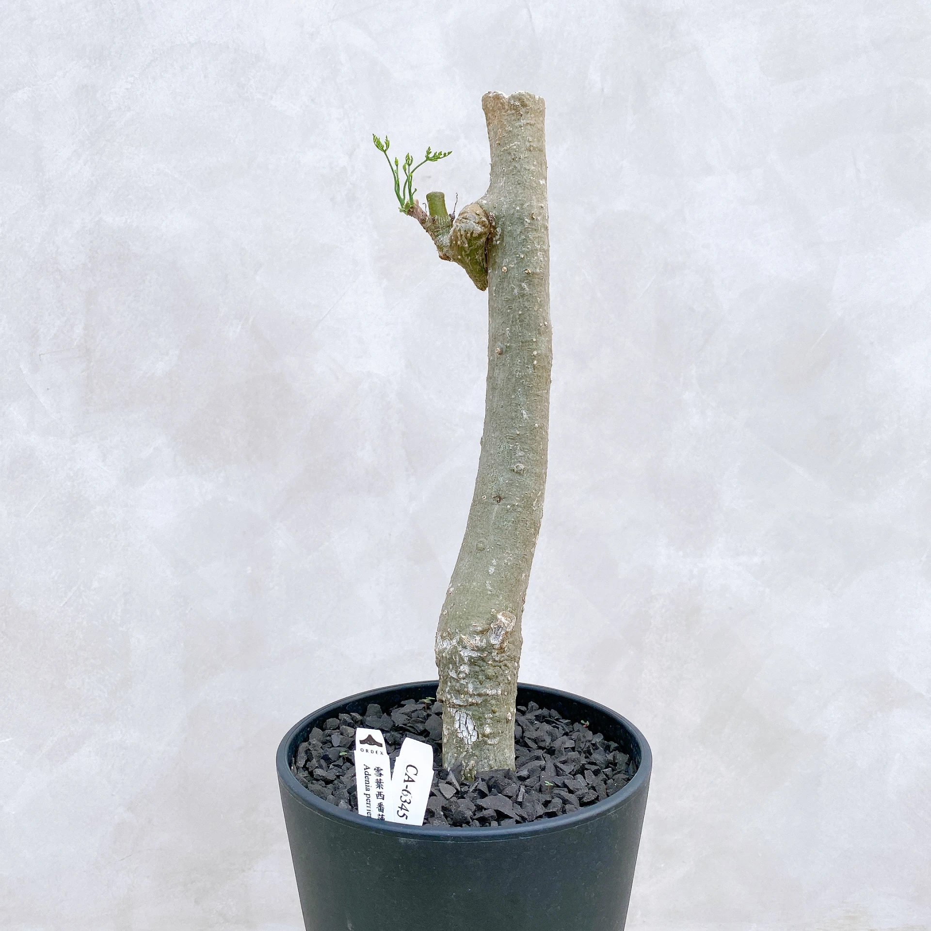 雪葉西番蓮 Adenia perrieri CA-6345