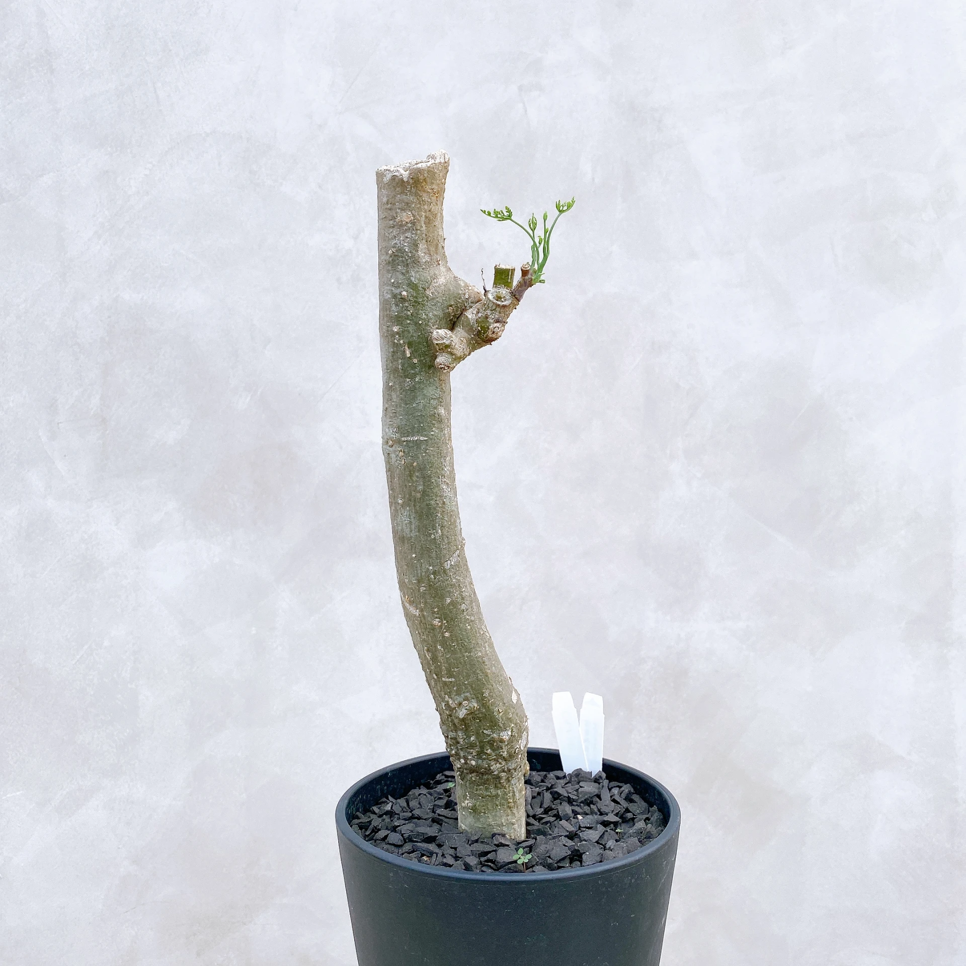 雪葉西番蓮 Adenia perrieri CA-6345