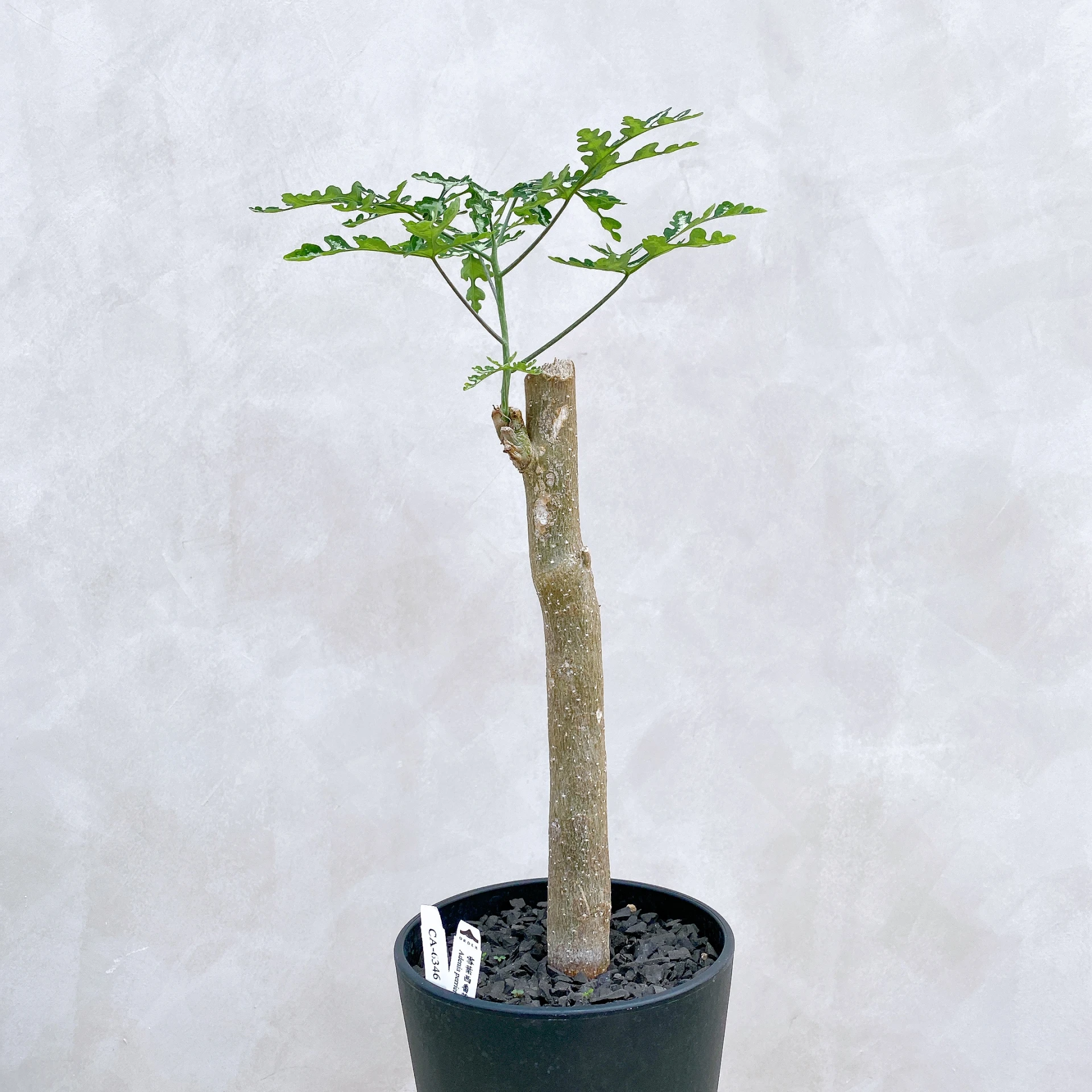 雪葉西番蓮 Adenia perrieri CA-6346