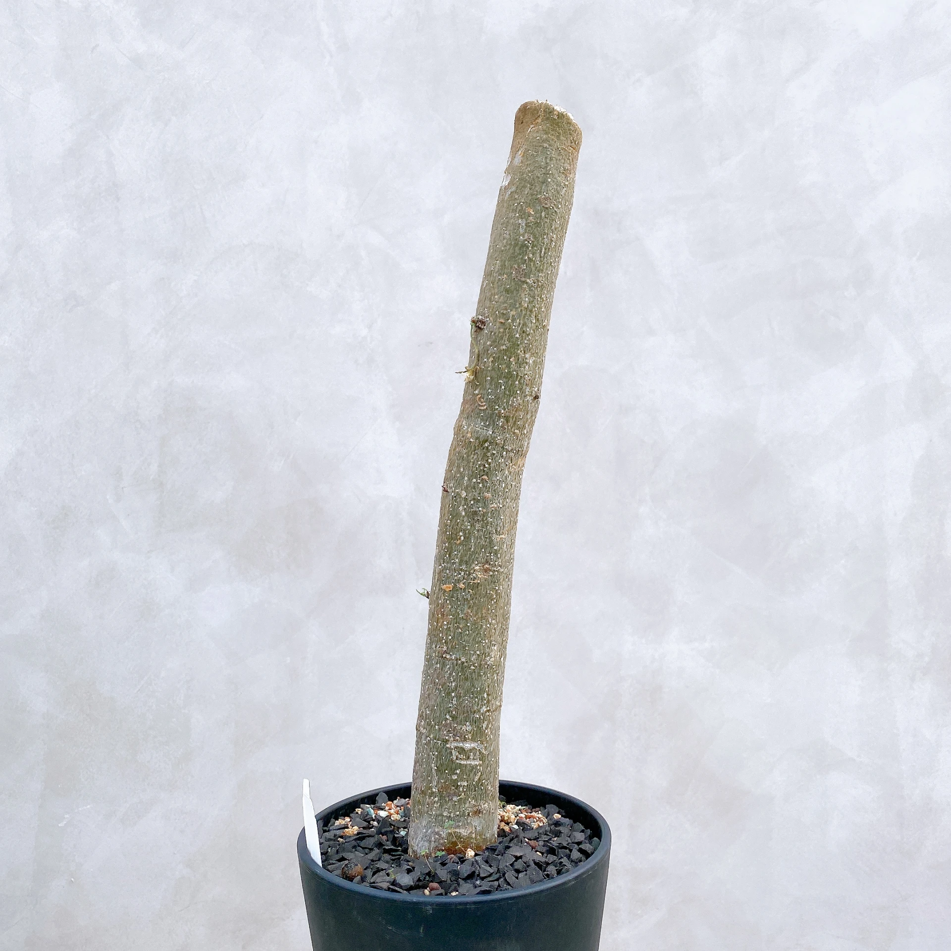 雪葉西番蓮 Adenia perrieri CA-6348
