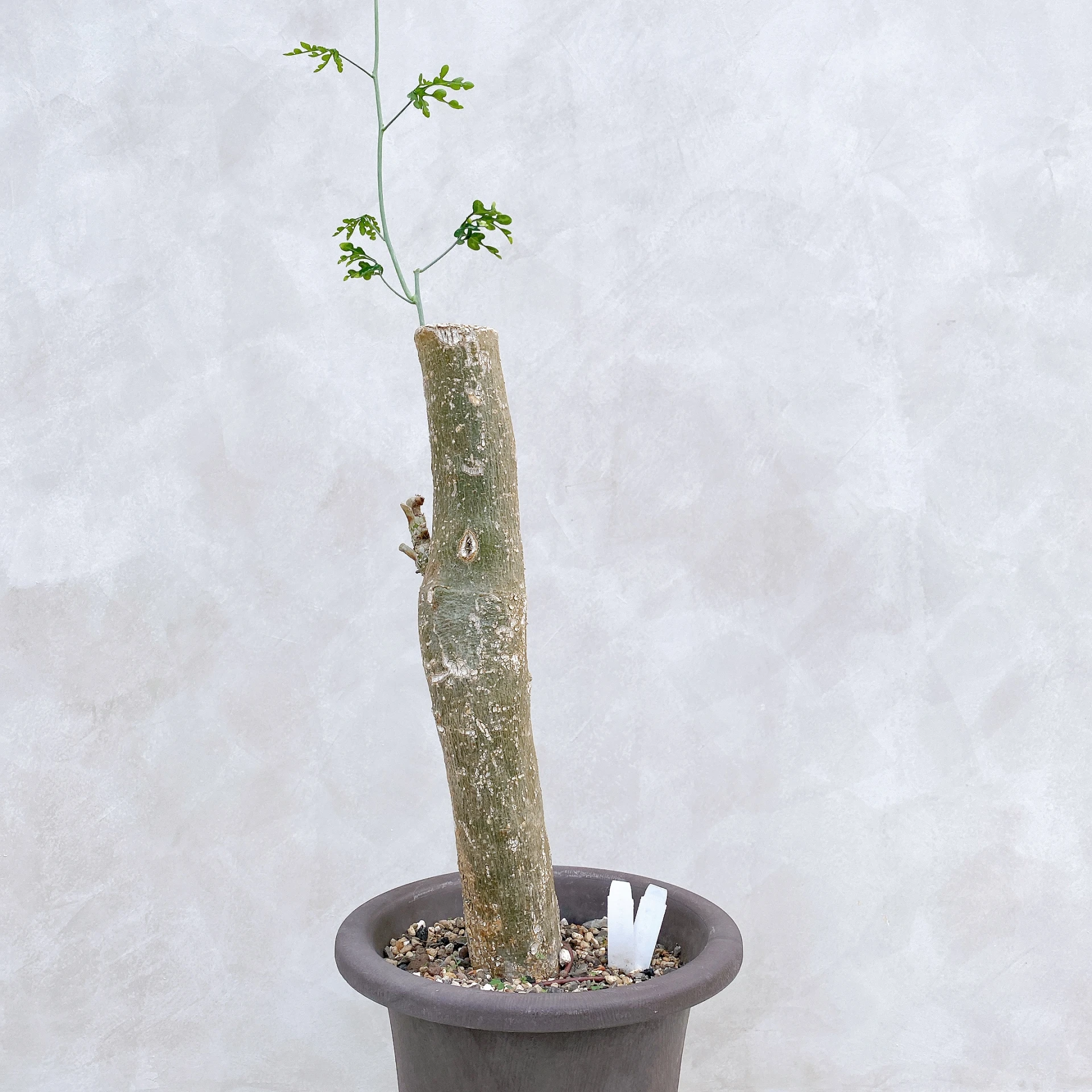 雪葉西番蓮 Adenia perrieri CA-6349